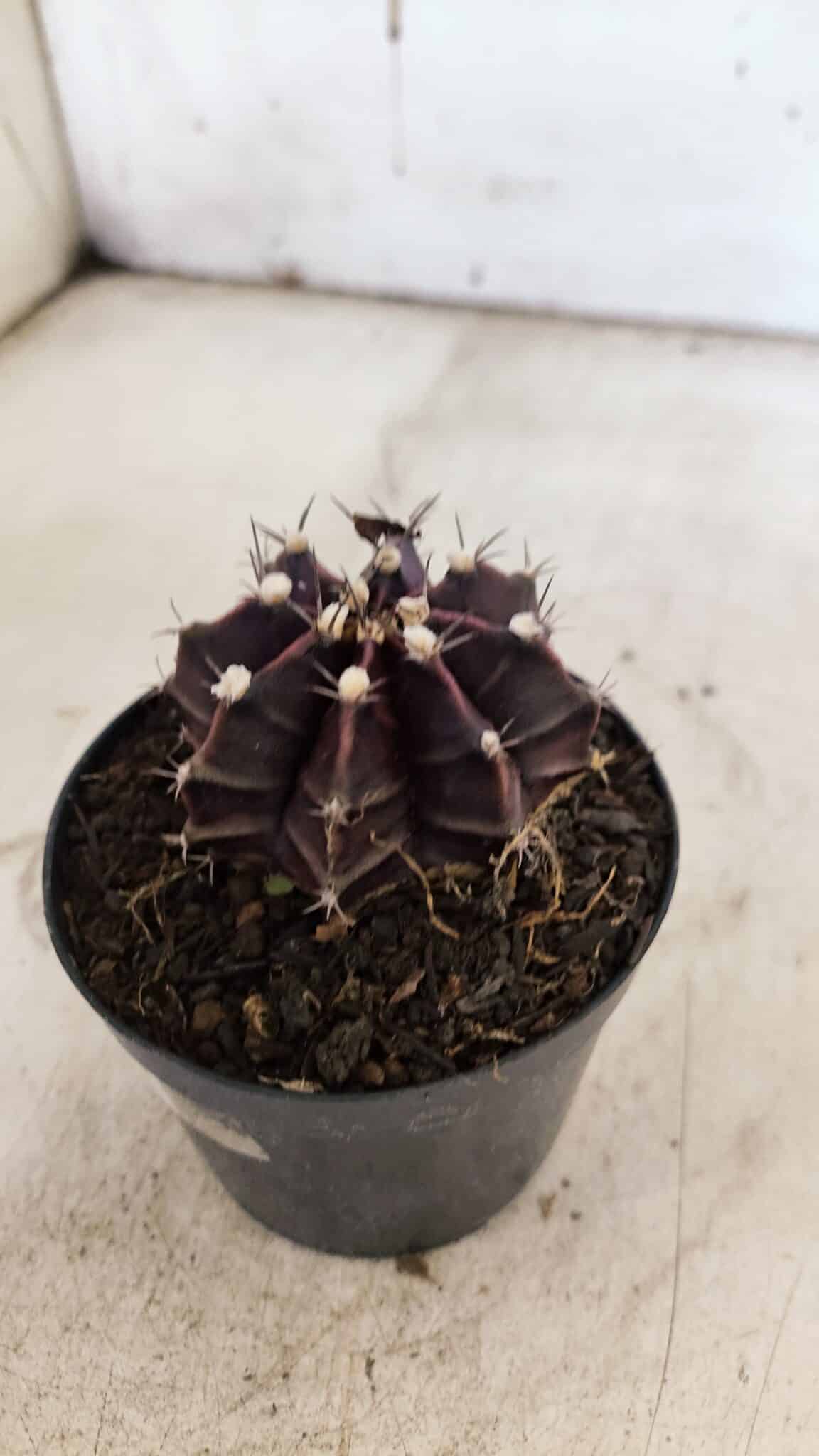 GYMNOCALYCIUM Mihanovichii Purple Nº 110 – vaso 09