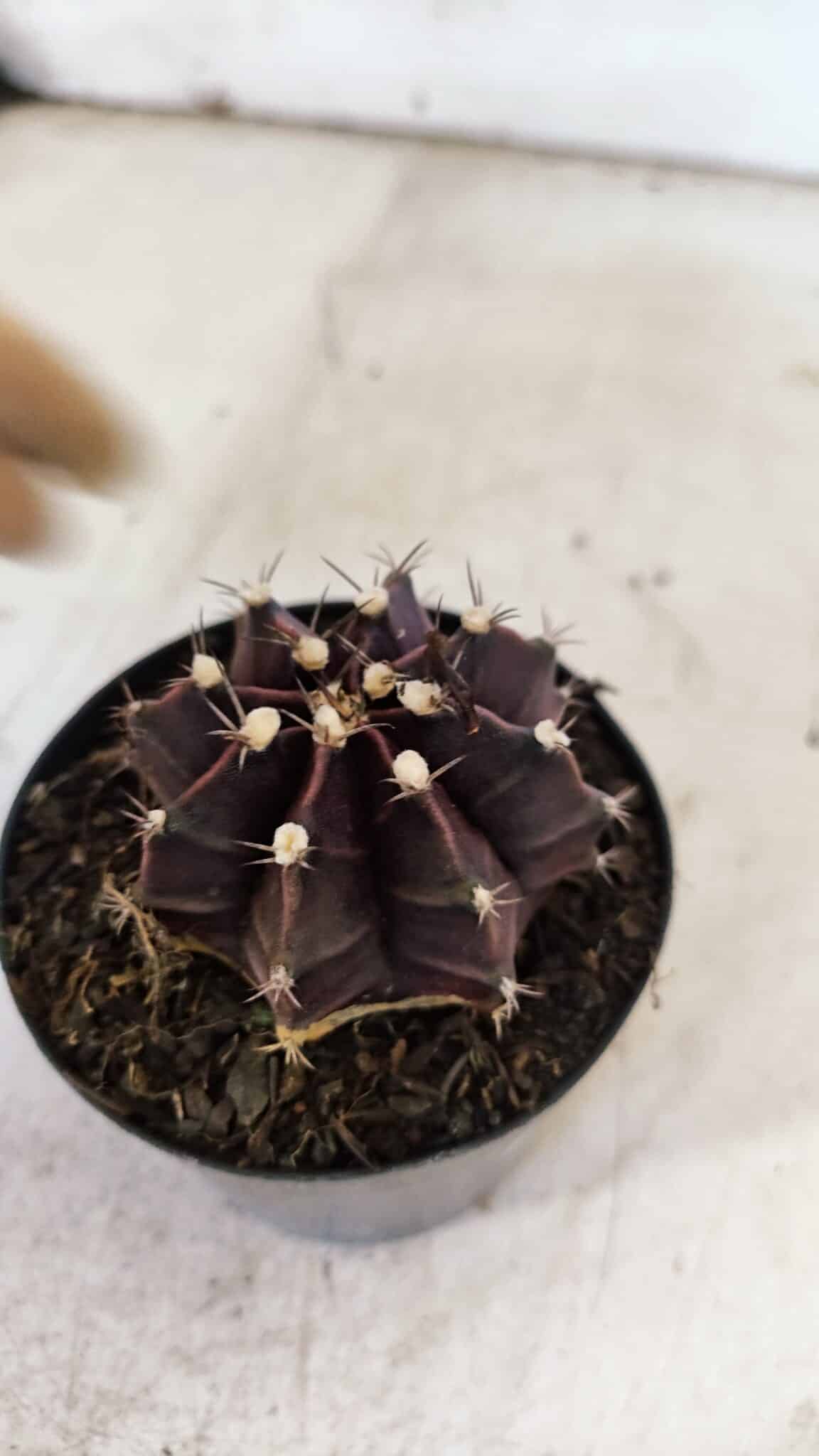 GYMNOCALYCIUM Mihanovichii Purple Nº 110 – vaso 09