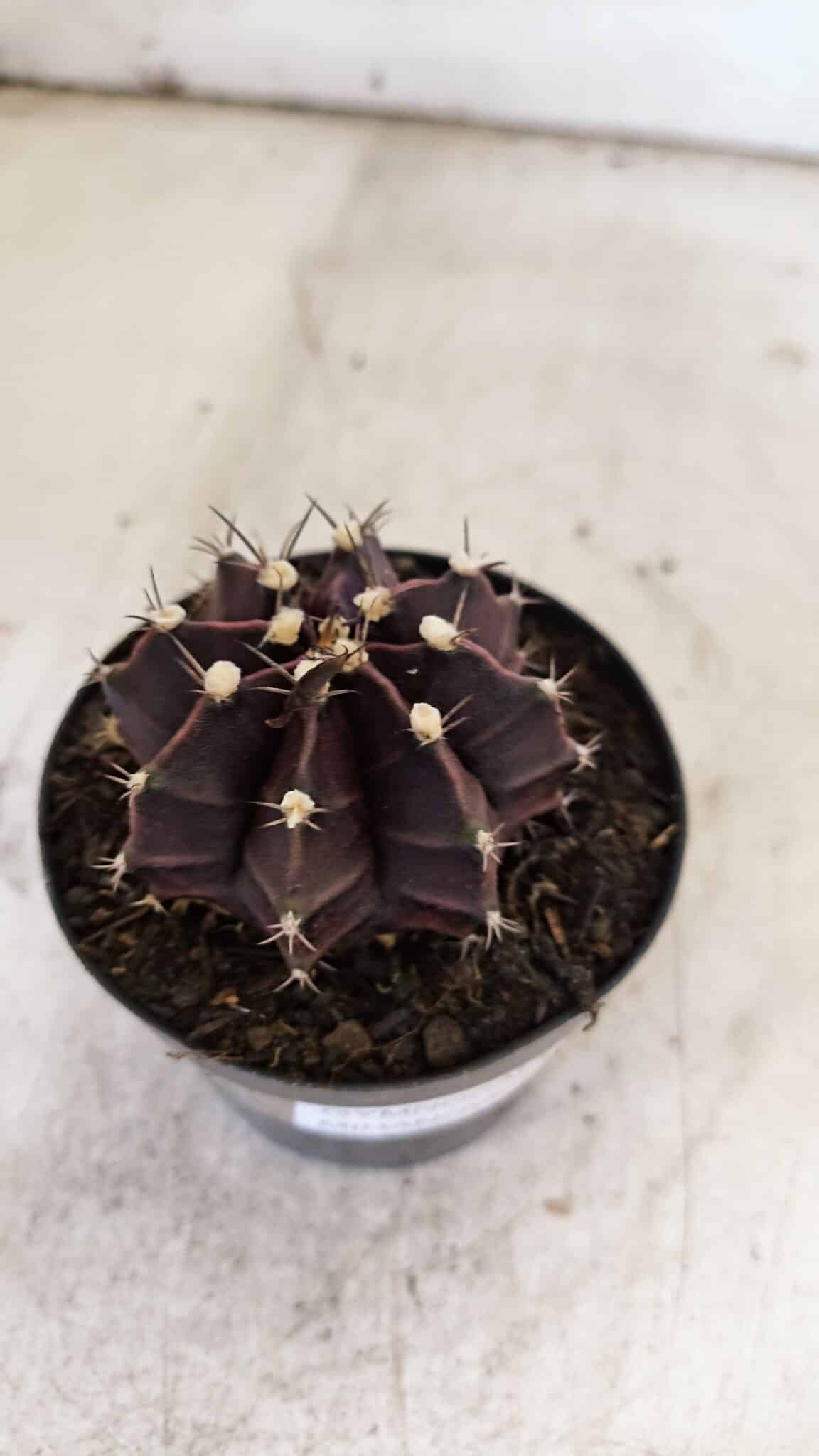 GYMNOCALYCIUM Mihanovichii Purple Nº 110 – vaso 09
