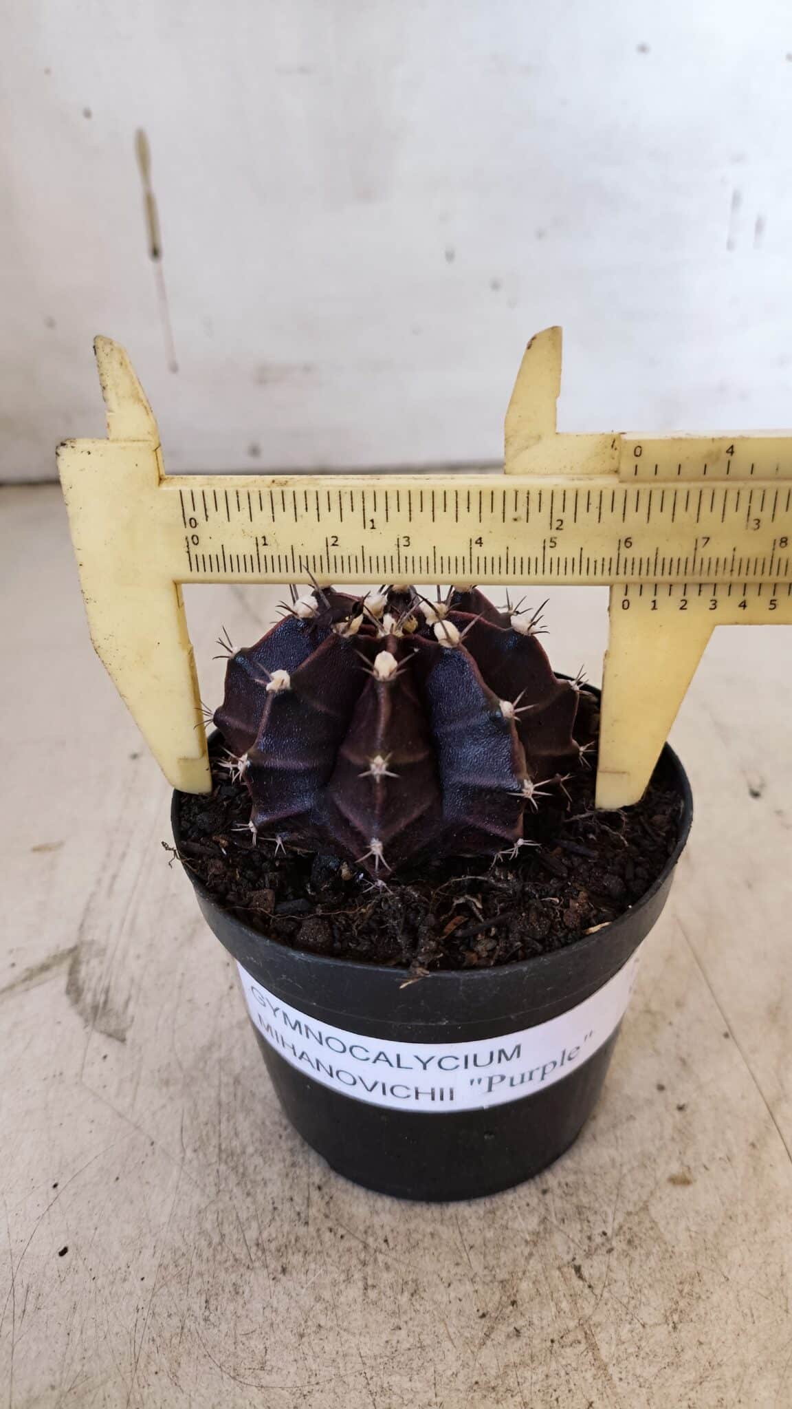 GYMNOCALYCIUM Mihanovichii Purple Nº 110 – vaso 09