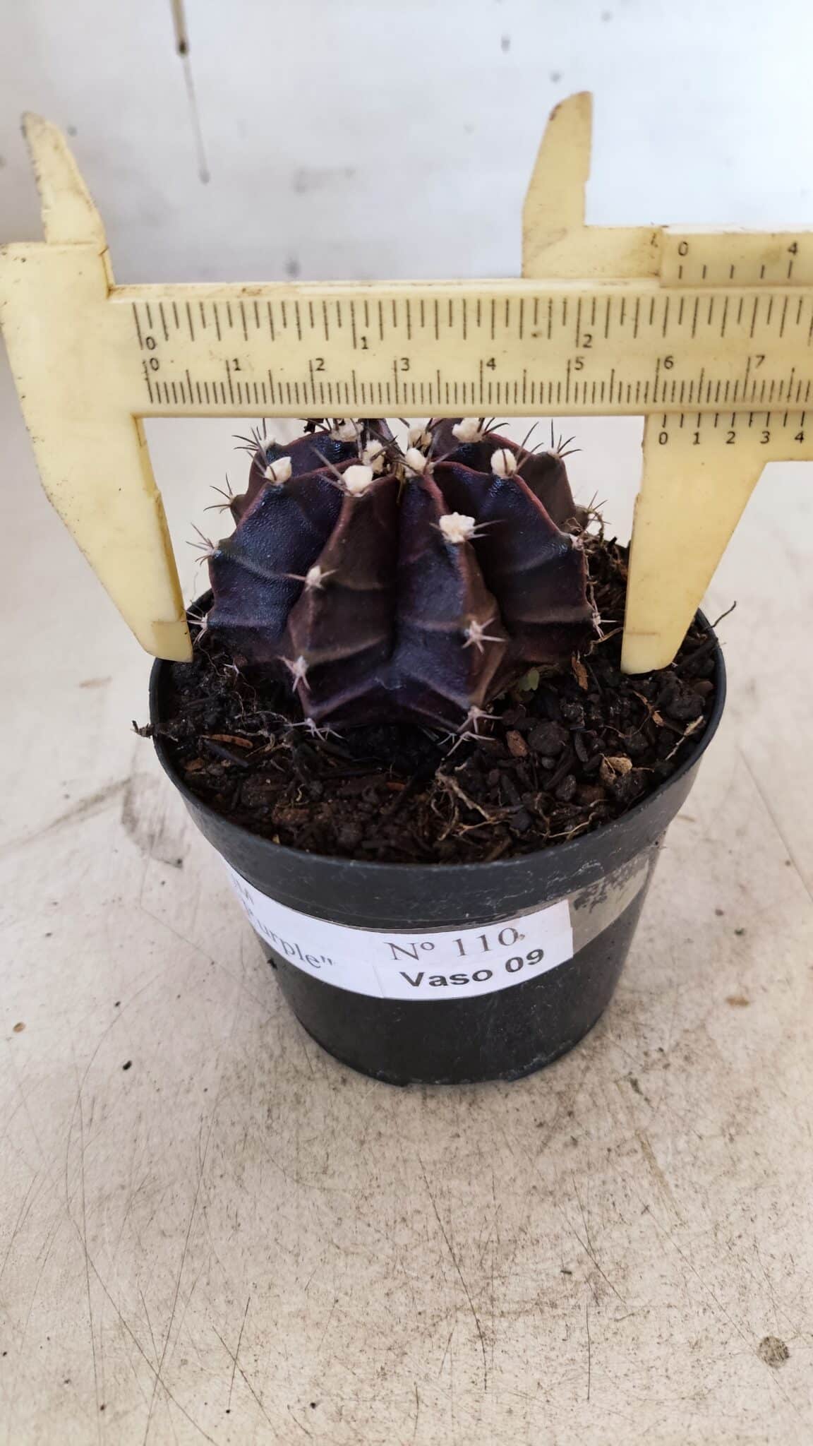 GYMNOCALYCIUM Mihanovichii Purple Nº 110 – vaso 09