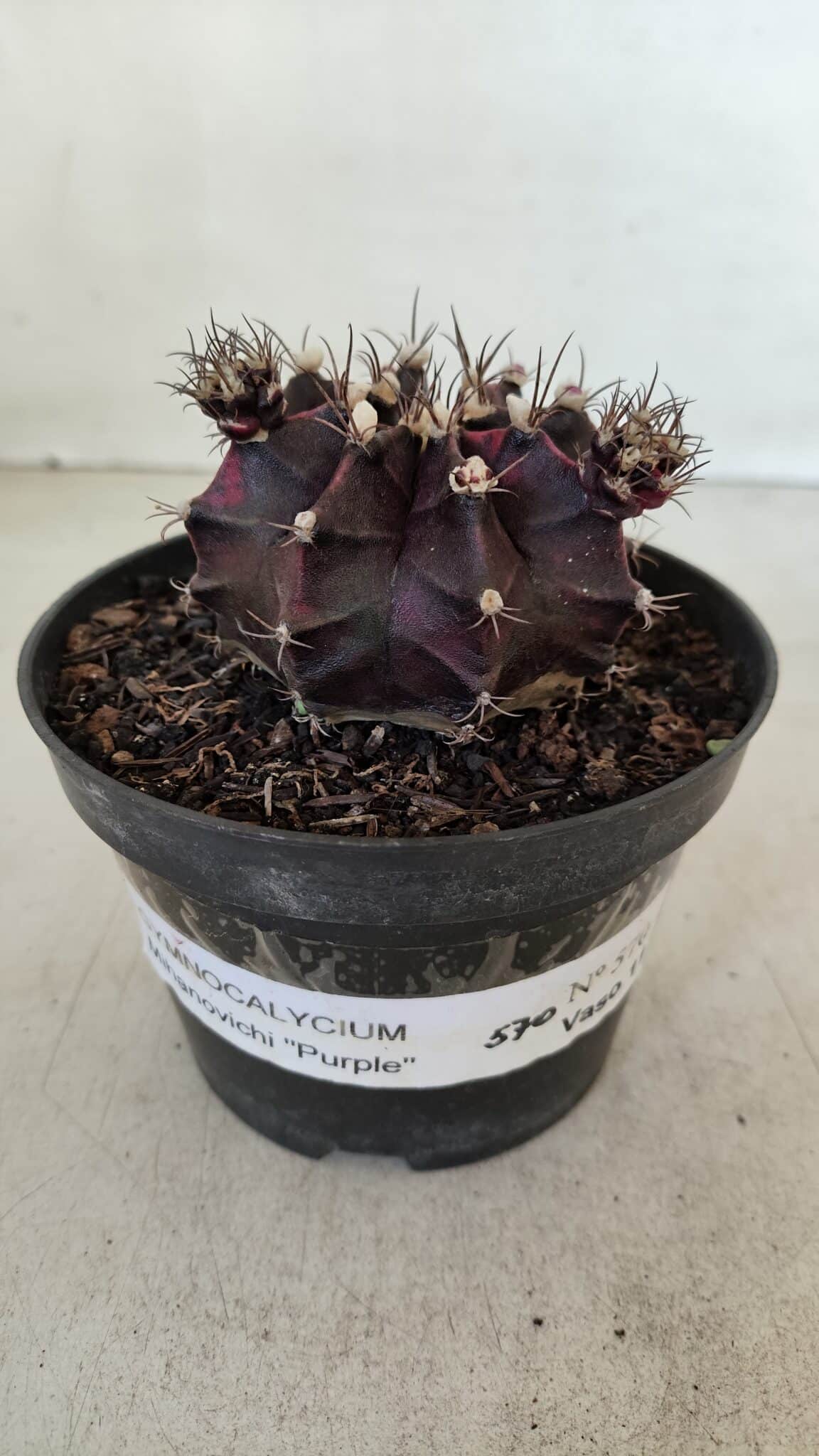 GYMNOCALYCIUM Mihanovichii Purple Nº 573 – vaso 11 - foto 2