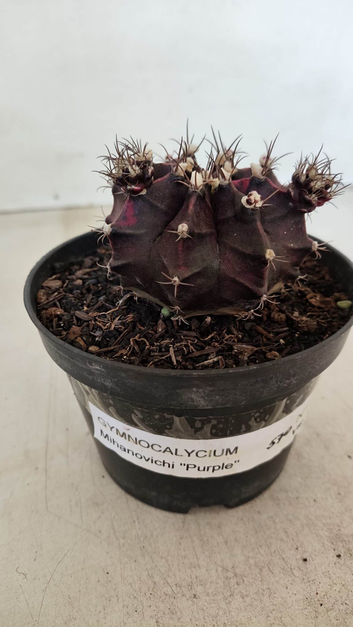 GYMNOCALYCIUM Mihanovichii Purple Nº 573 – vaso 11 - foto 9