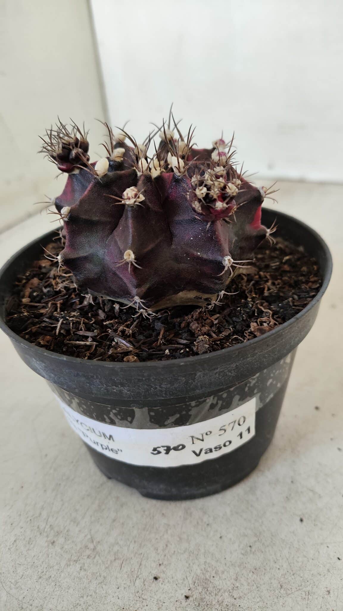 GYMNOCALYCIUM Mihanovichii Purple Nº 573 – vaso 11 - foto 8