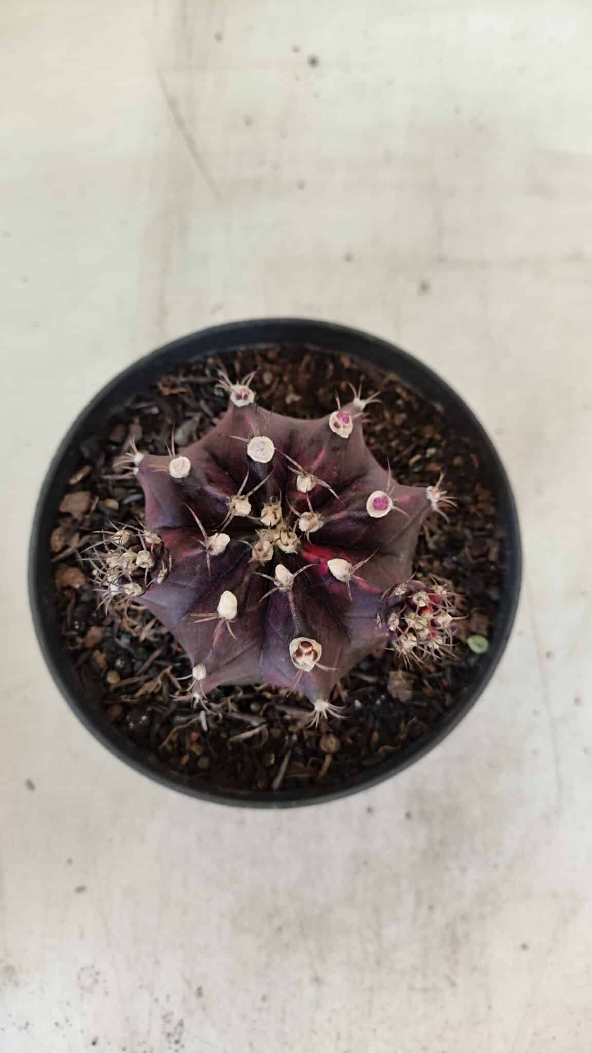 GYMNOCALYCIUM Mihanovichii Purple Nº 573 – vaso 11 - foto 3