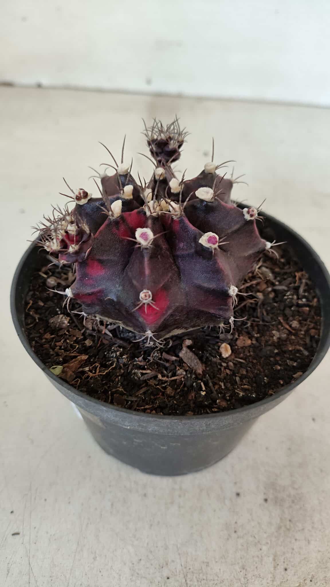 GYMNOCALYCIUM Mihanovichii Purple Nº 573 – vaso 11 - foto 7