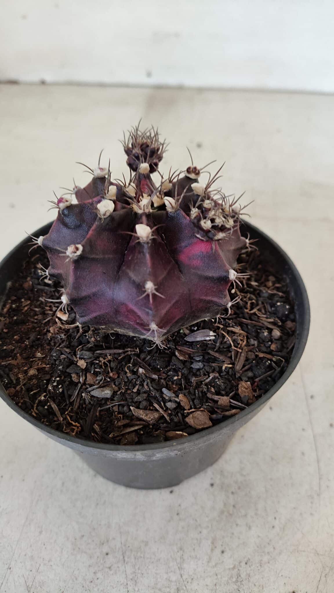 GYMNOCALYCIUM Mihanovichii Purple Nº 573 – vaso 11 - foto 6