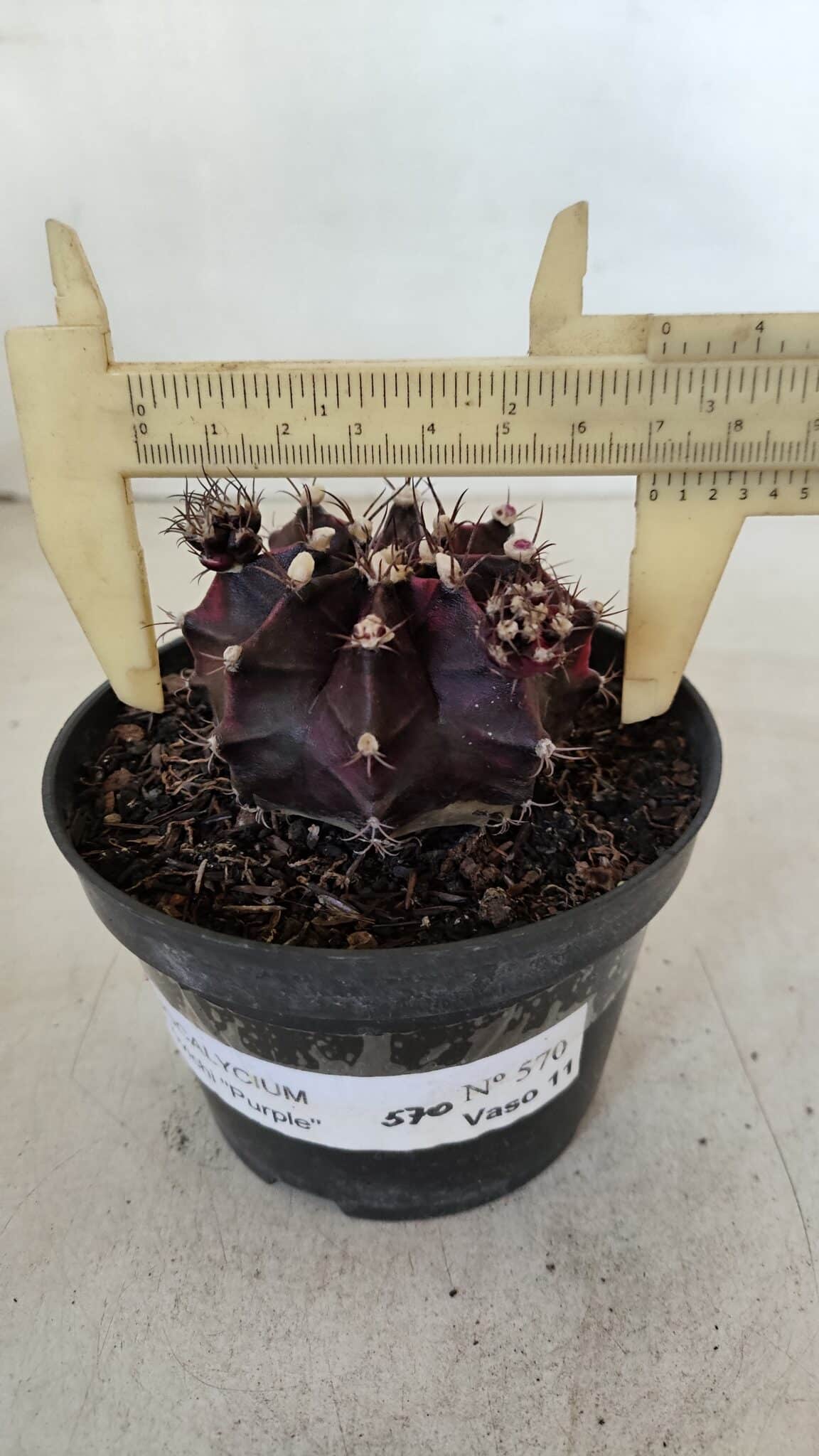 GYMNOCALYCIUM Mihanovichii Purple Nº 573 – vaso 11 - foto 4