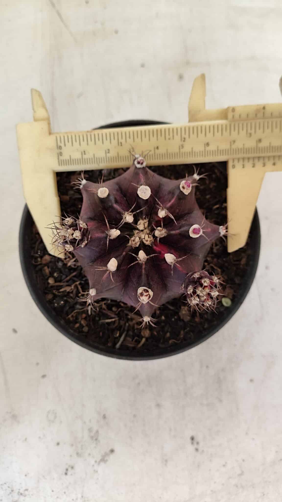 GYMNOCALYCIUM Mihanovichii Purple Nº 573 – vaso 11 - foto 5