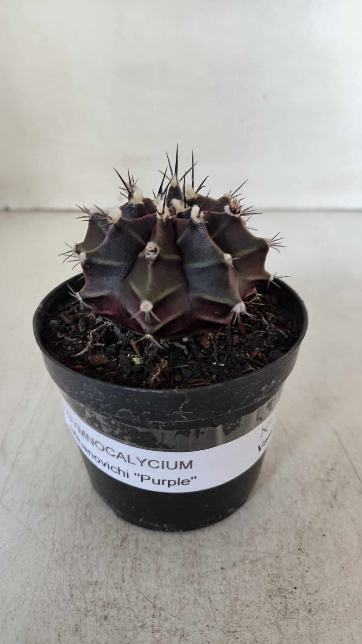 GYMNOCALYCIUM Mihanovichii Purple Nº 571 – vaso 09