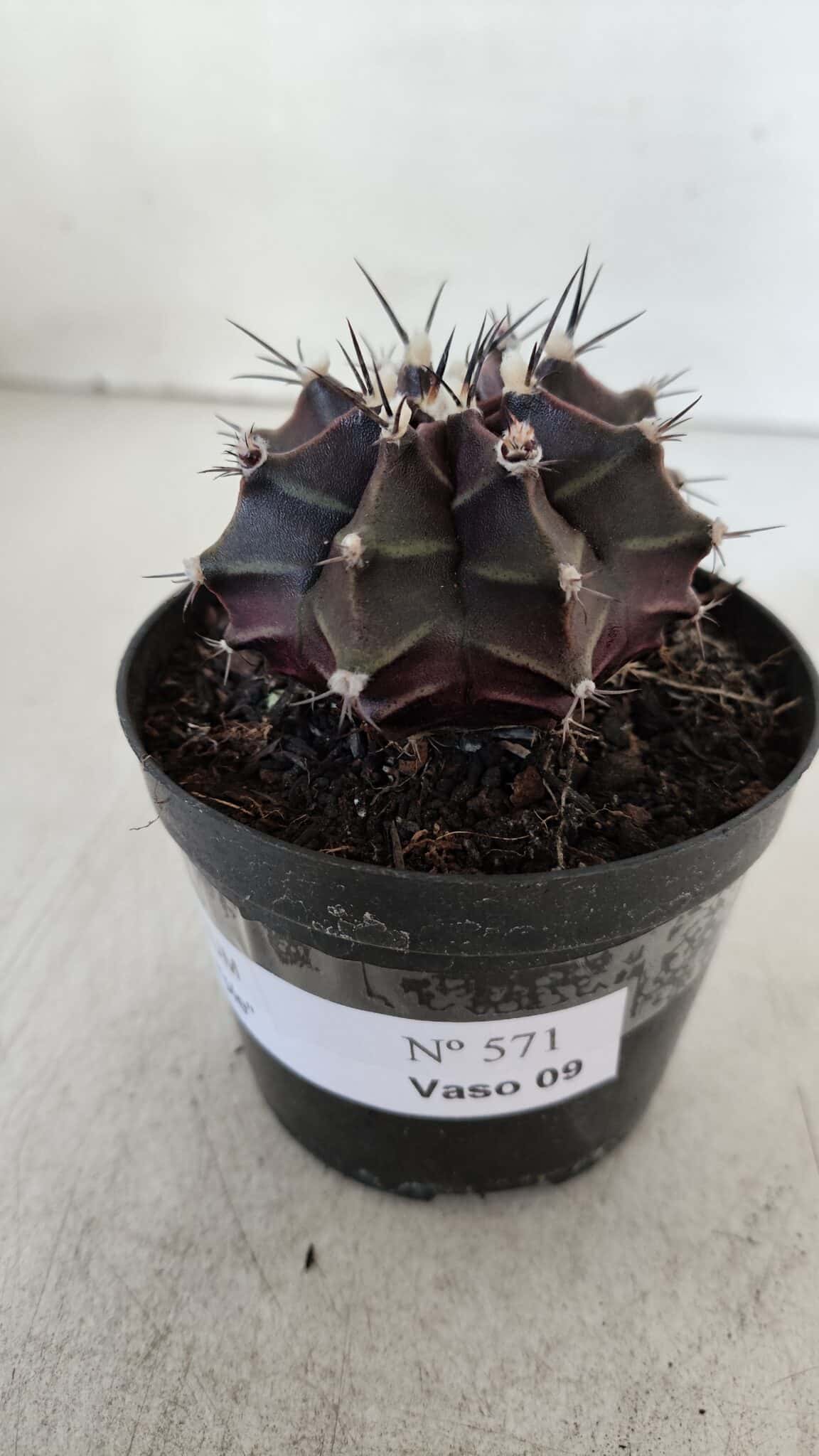 GYMNOCALYCIUM Mihanovichii Purple Nº 571 – vaso 09