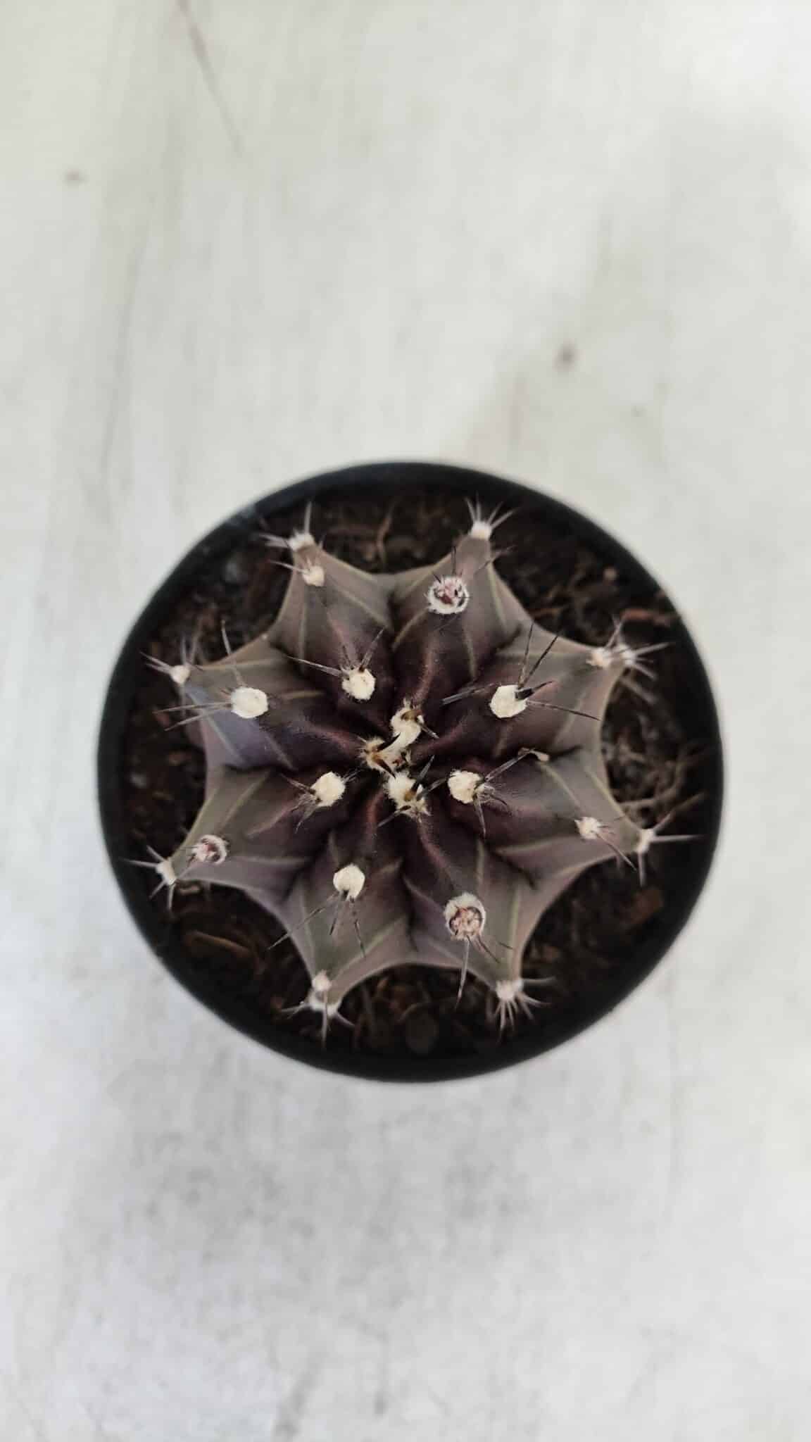 GYMNOCALYCIUM Mihanovichii Purple Nº 571 – vaso 09