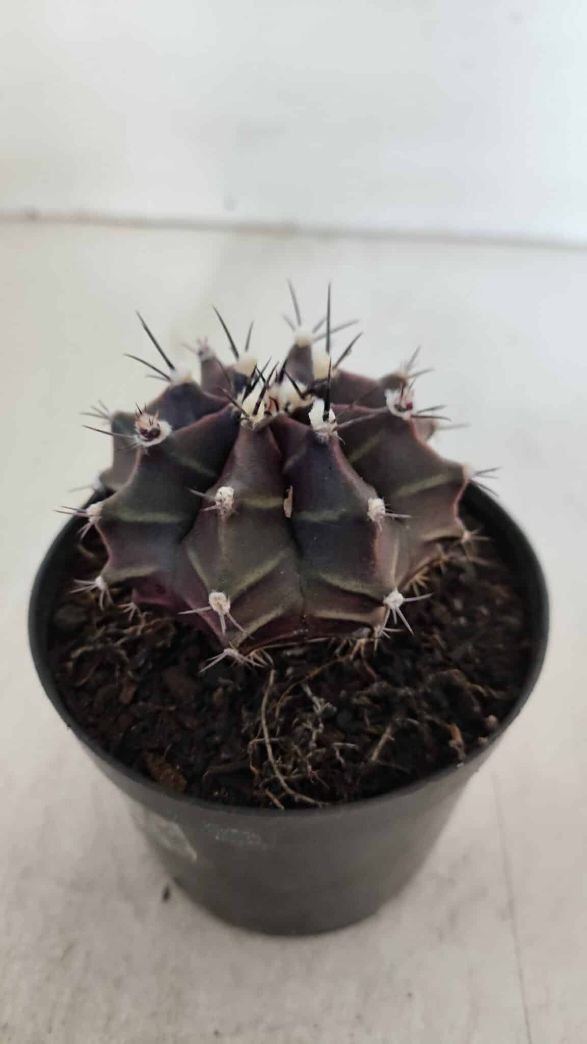 GYMNOCALYCIUM Mihanovichii Purple Nº 571 – vaso 09