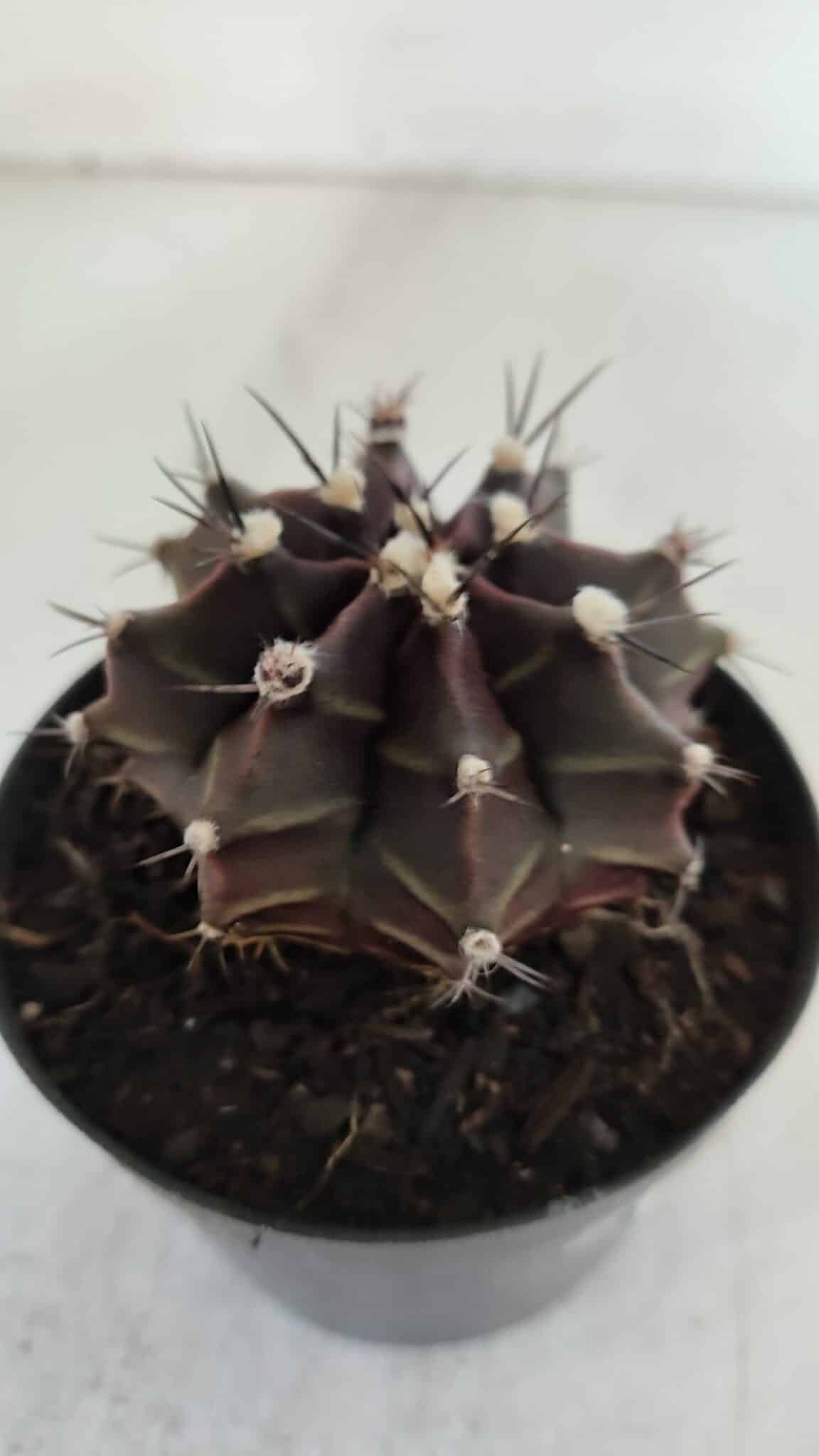 GYMNOCALYCIUM Mihanovichii Purple Nº 571 – vaso 09