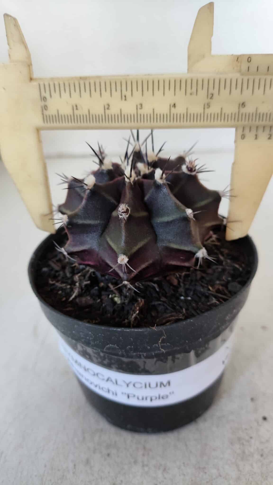GYMNOCALYCIUM Mihanovichii Purple Nº 571 – vaso 09