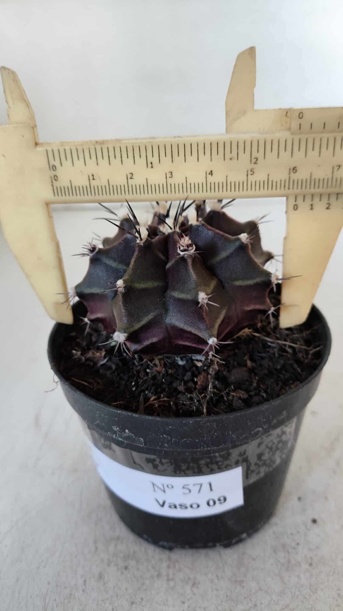 GYMNOCALYCIUM Mihanovichii Purple Nº 571 – vaso 09