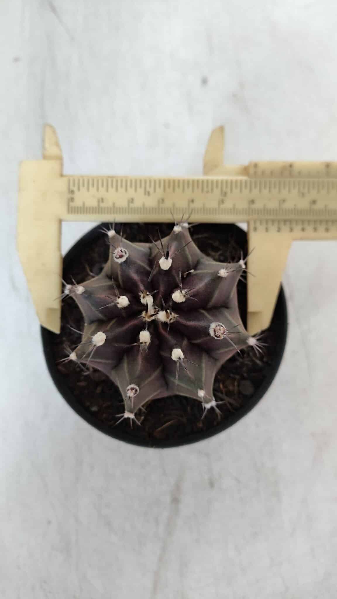 GYMNOCALYCIUM Mihanovichii Purple Nº 571 – vaso 09