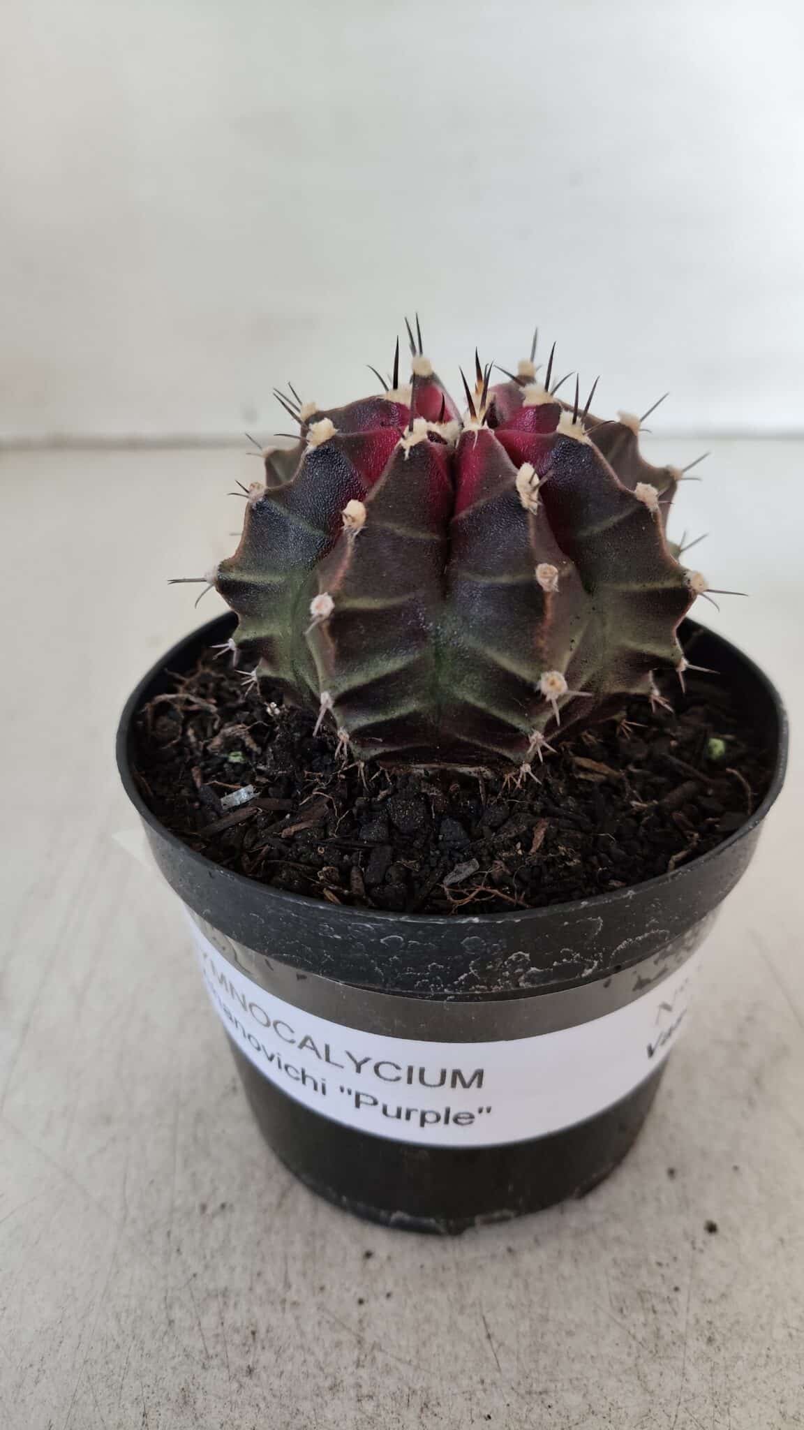 GYMNOCALYCIUM Mihanovichii Purple Nº 572 – vaso 09