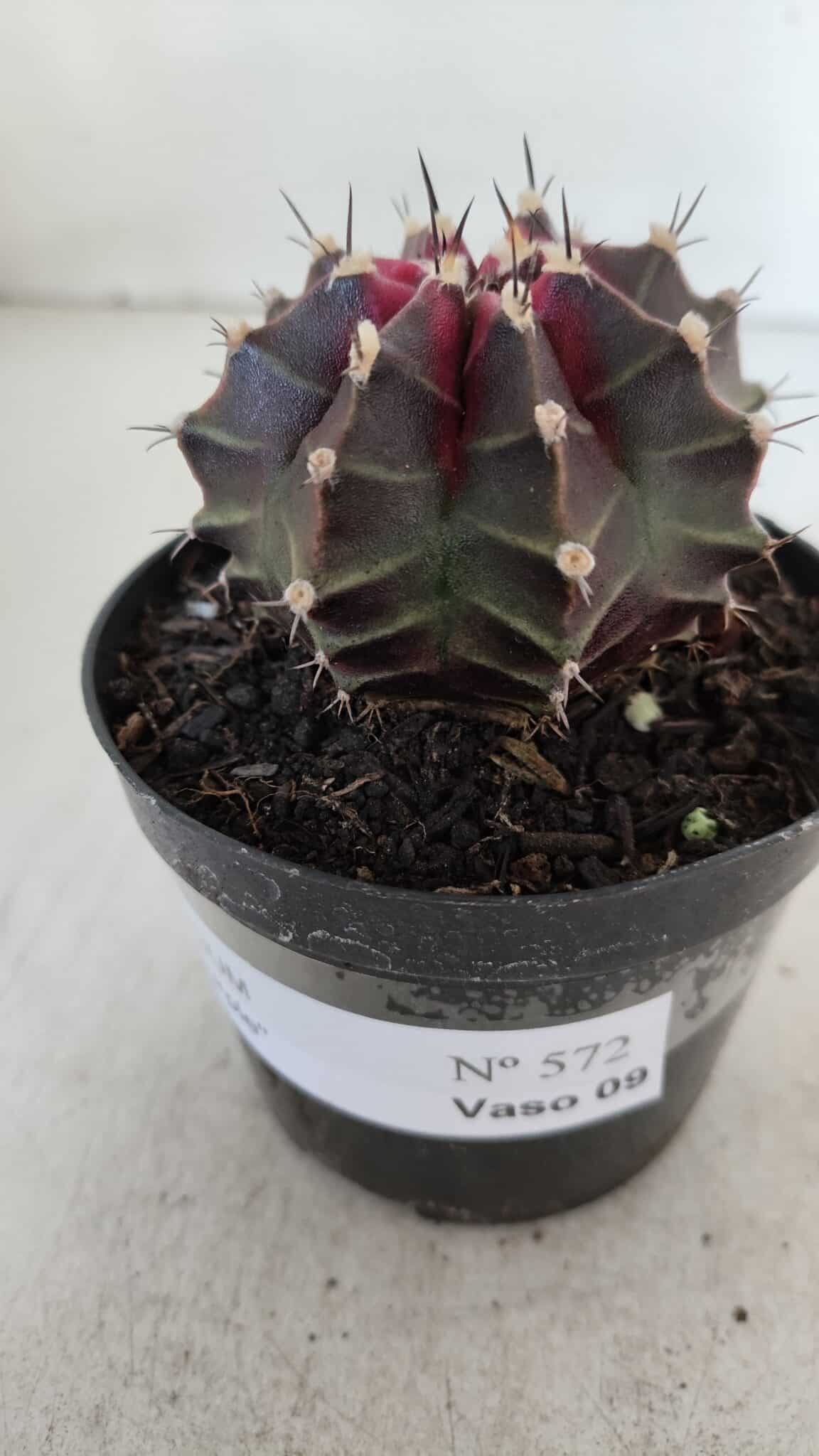 GYMNOCALYCIUM Mihanovichii Purple Nº 572 – vaso 09