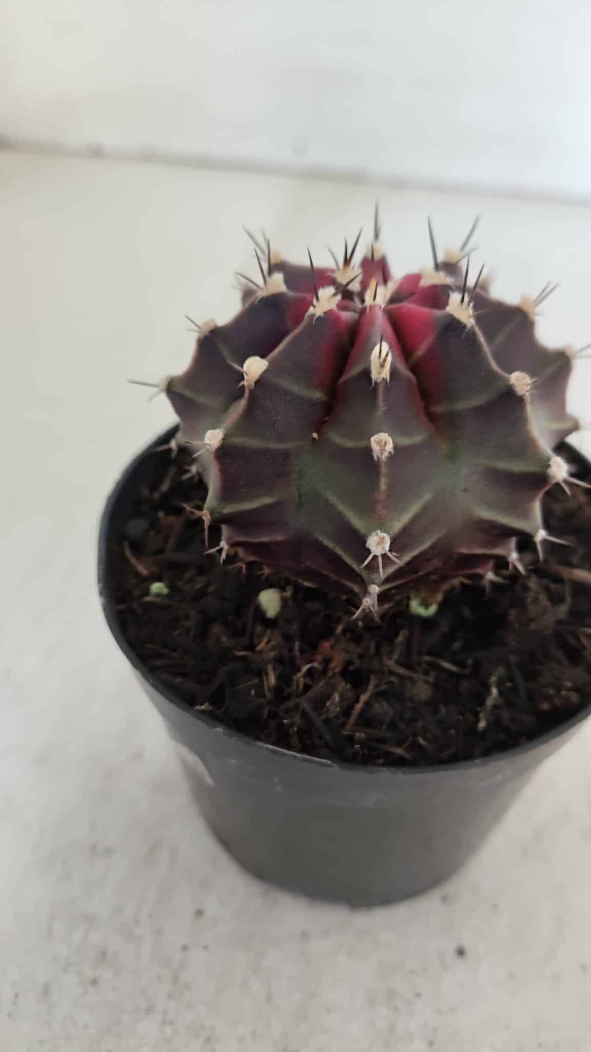 GYMNOCALYCIUM Mihanovichii Purple Nº 572 – vaso 09