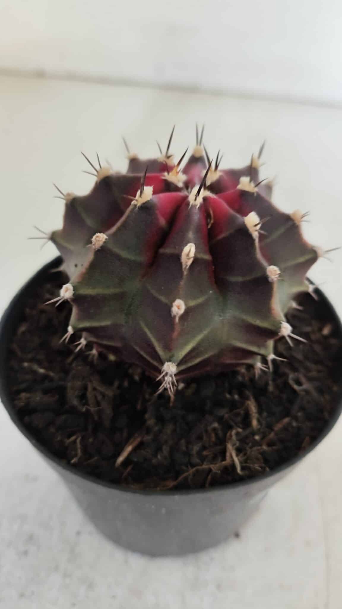 GYMNOCALYCIUM Mihanovichii Purple Nº 572 – vaso 09
