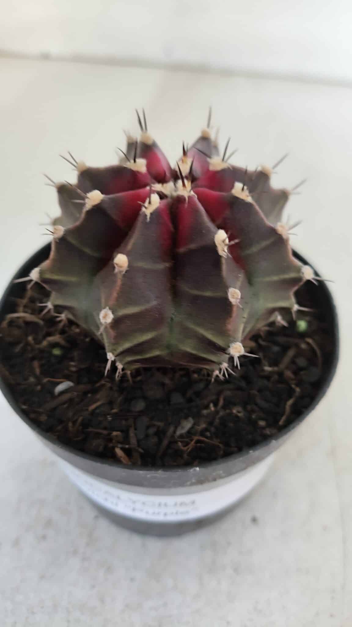 GYMNOCALYCIUM Mihanovichii Purple Nº 572 – vaso 09