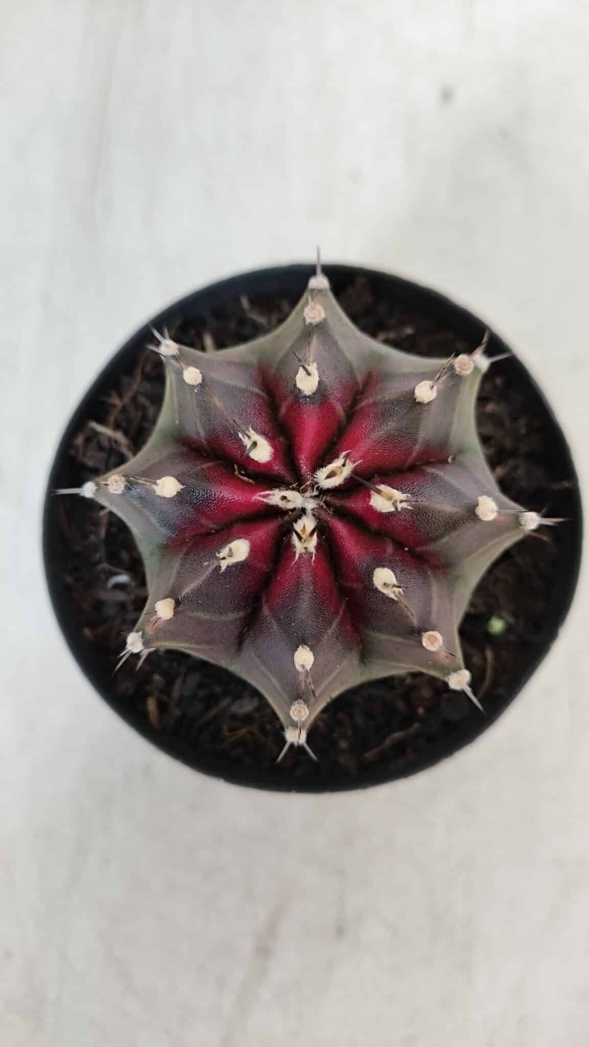GYMNOCALYCIUM Mihanovichii Purple Nº 572 – vaso 09