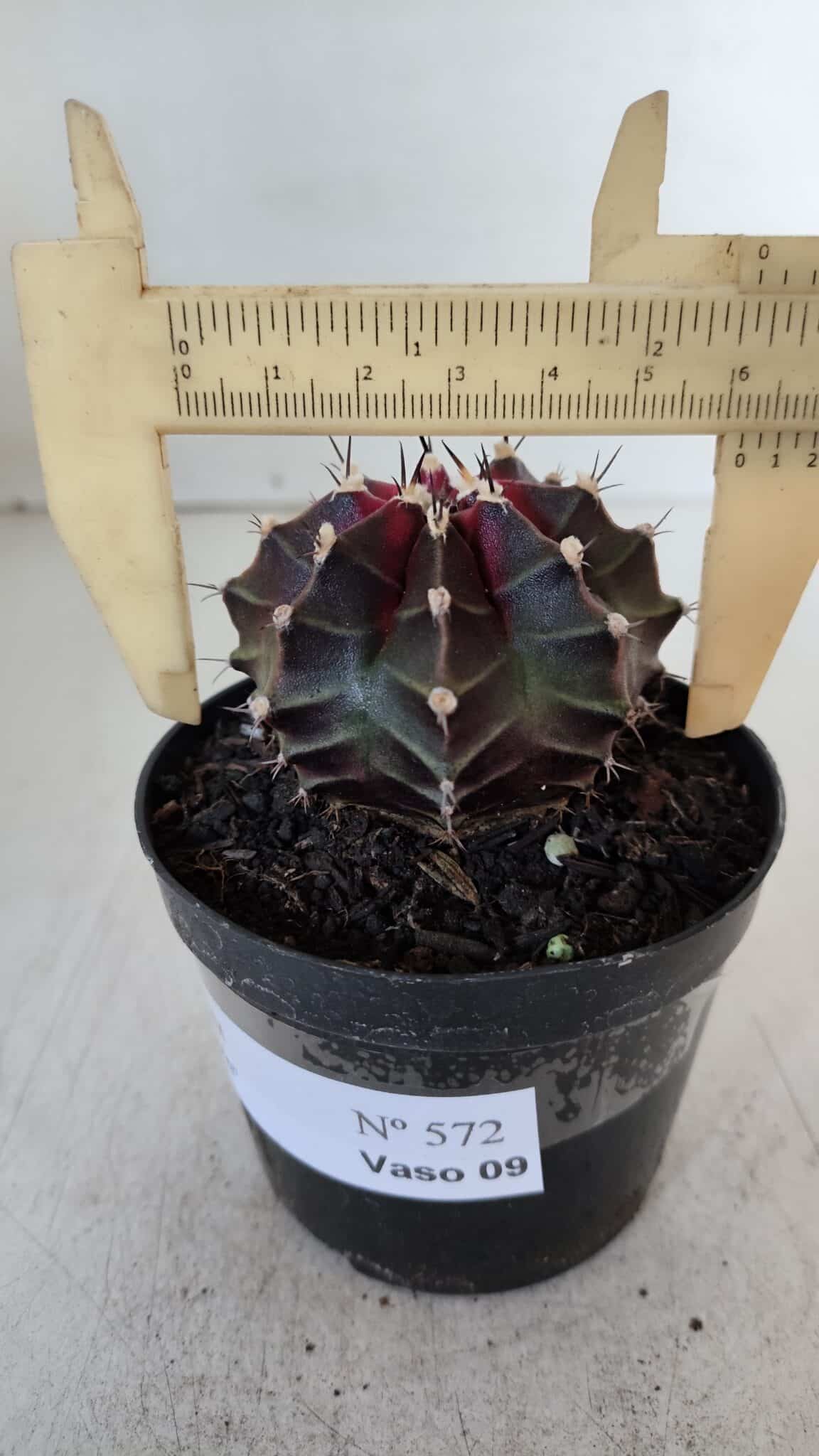 GYMNOCALYCIUM Mihanovichii Purple Nº 572 – vaso 09