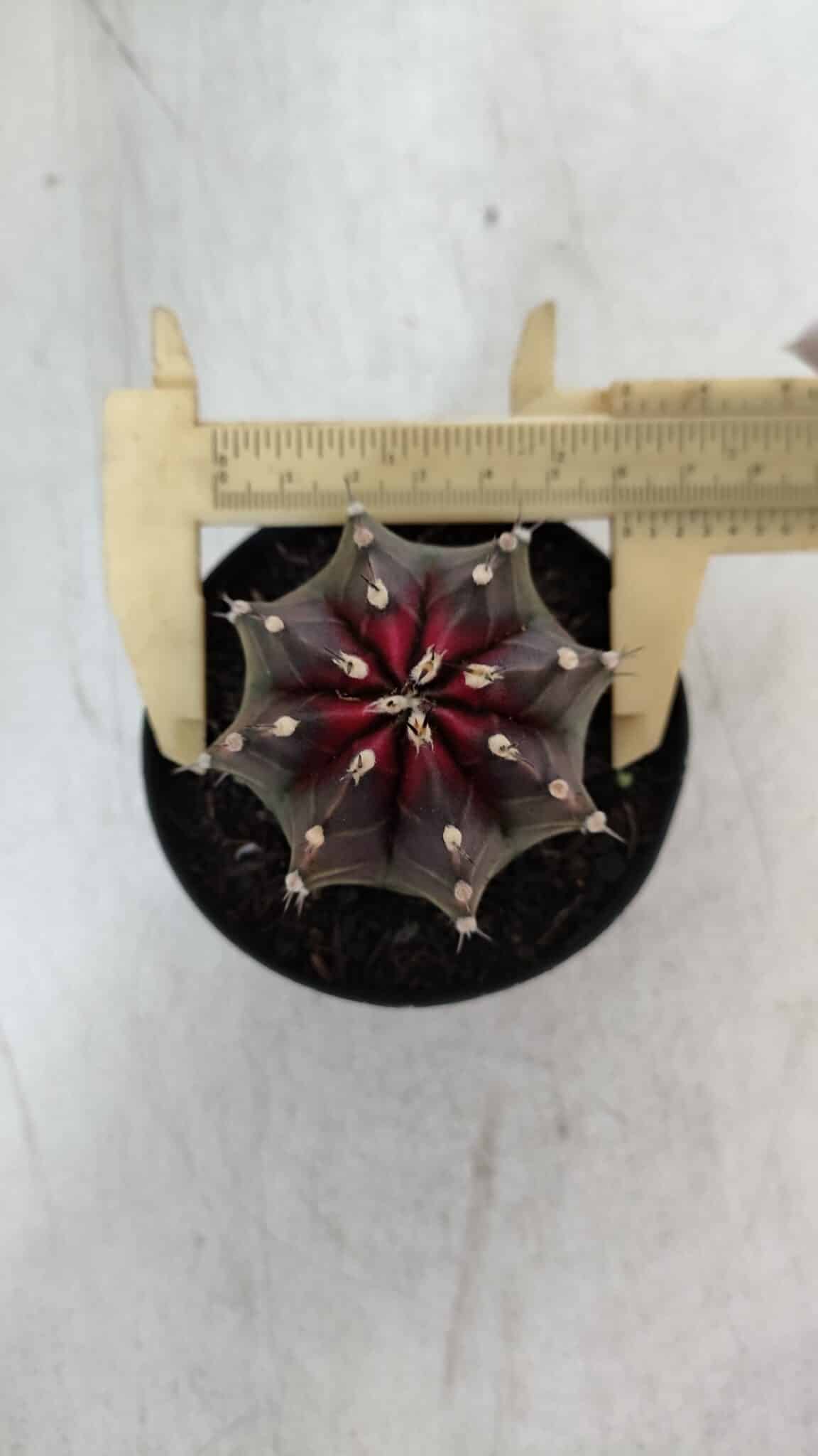 GYMNOCALYCIUM Mihanovichii Purple Nº 572 – vaso 09