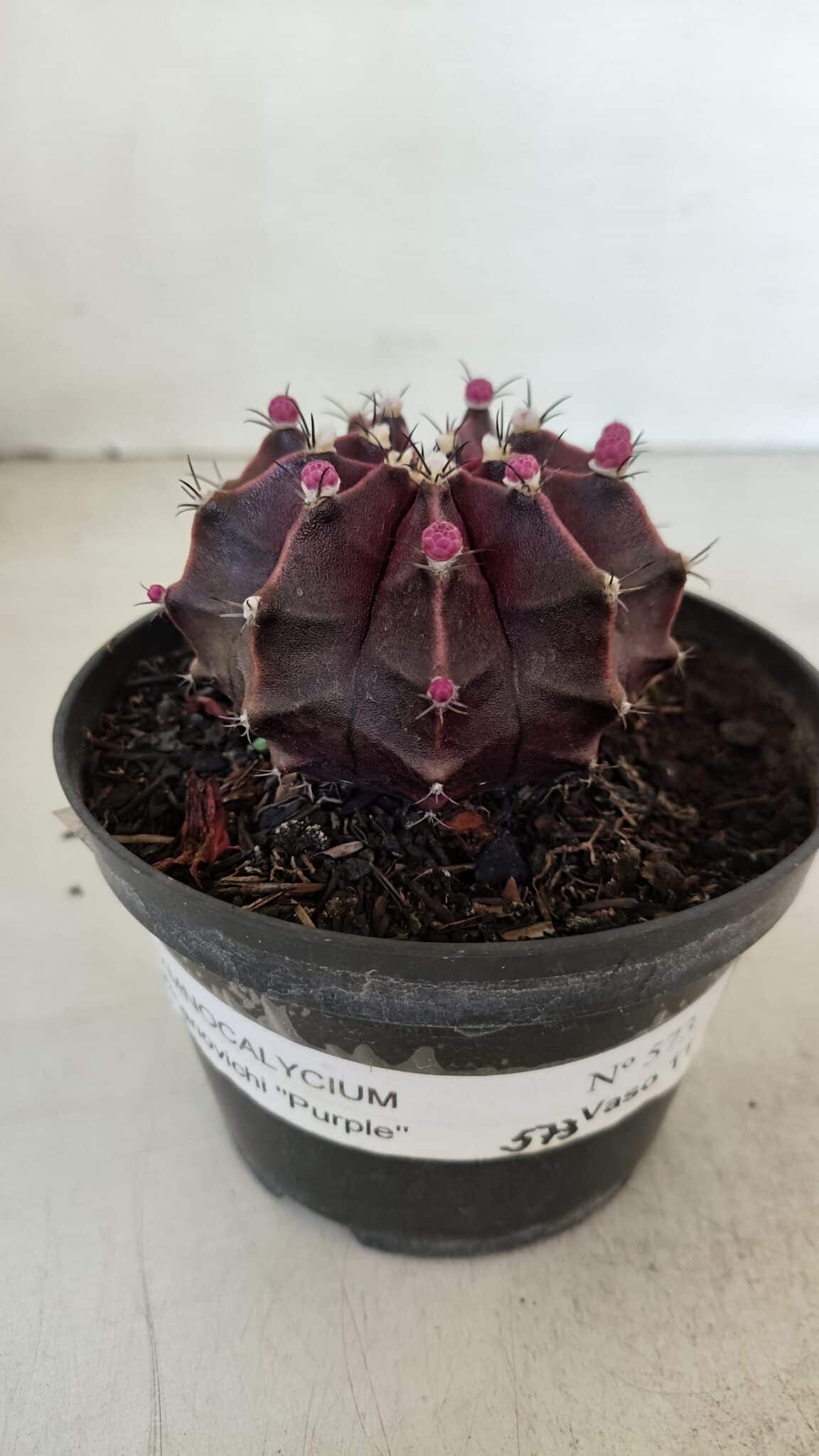GYMNOCALYCIUM Mihanovichii Purple Nº 570 – vaso 11 - foto 2