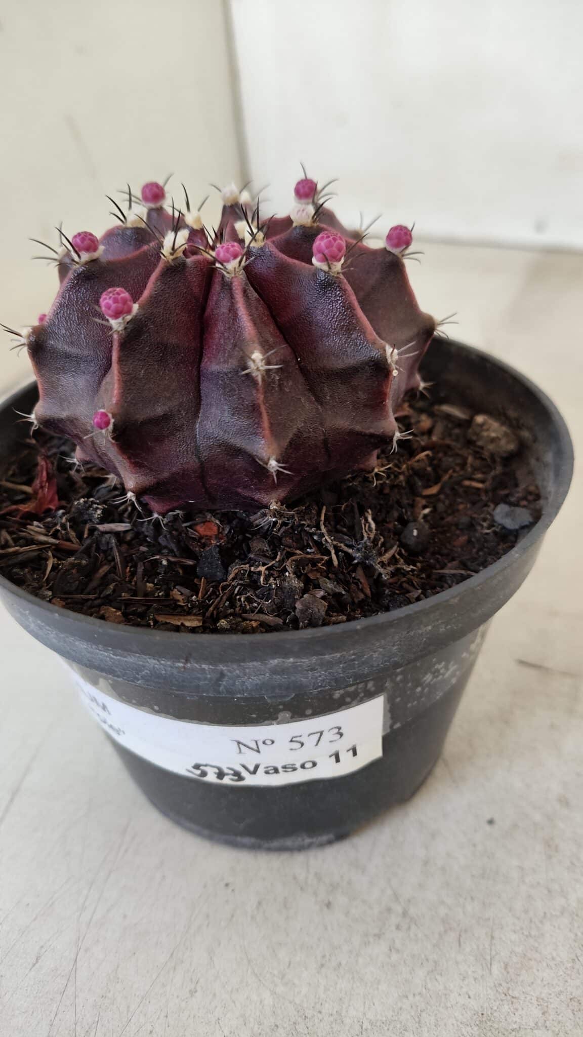 GYMNOCALYCIUM Mihanovichii Purple Nº 570 – vaso 11 - foto 9