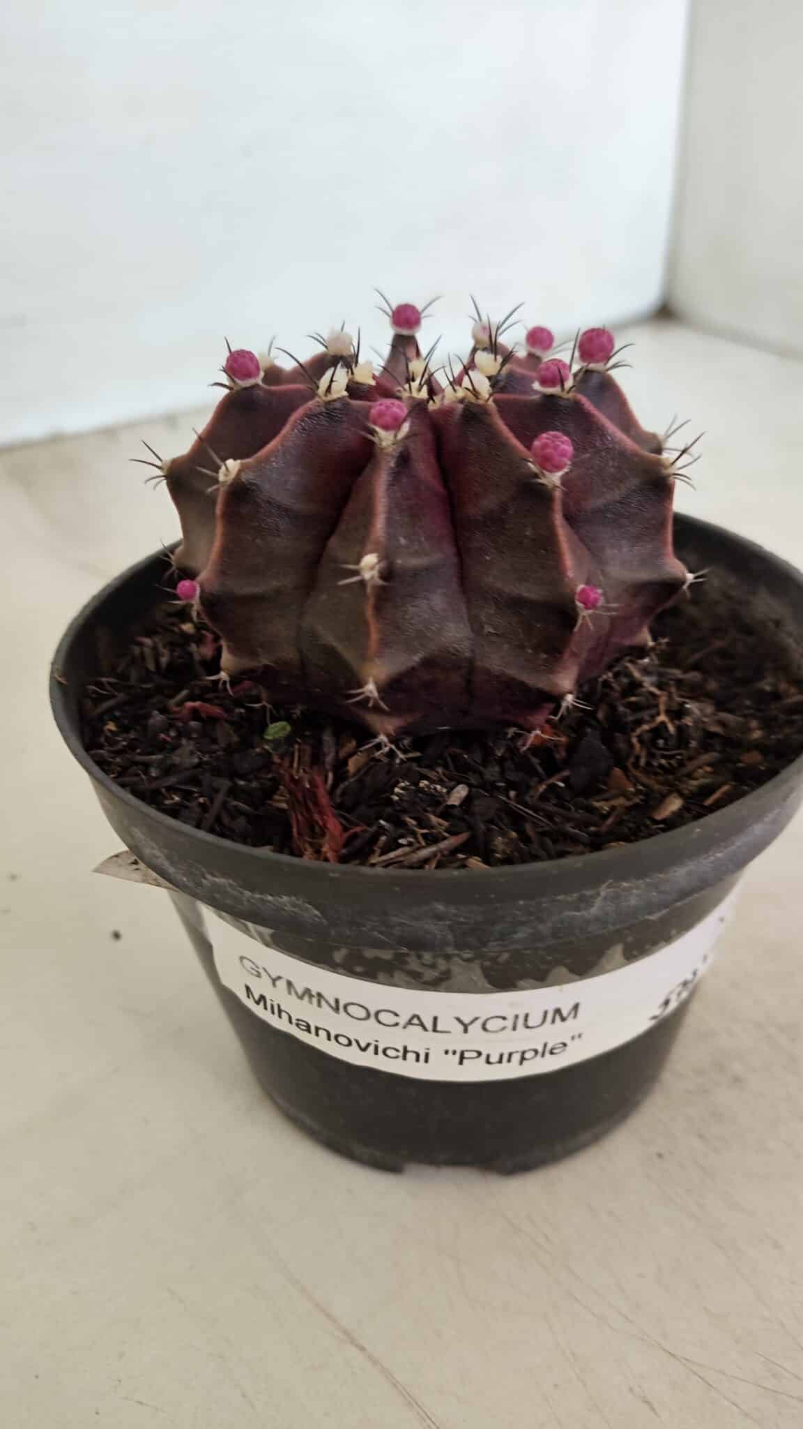 GYMNOCALYCIUM Mihanovichii Purple Nº 570 – vaso 11 - foto 8
