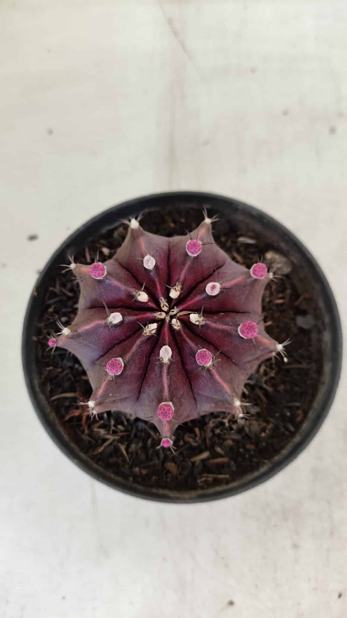 GYMNOCALYCIUM Mihanovichii Purple Nº 570 – vaso 11 - foto 3