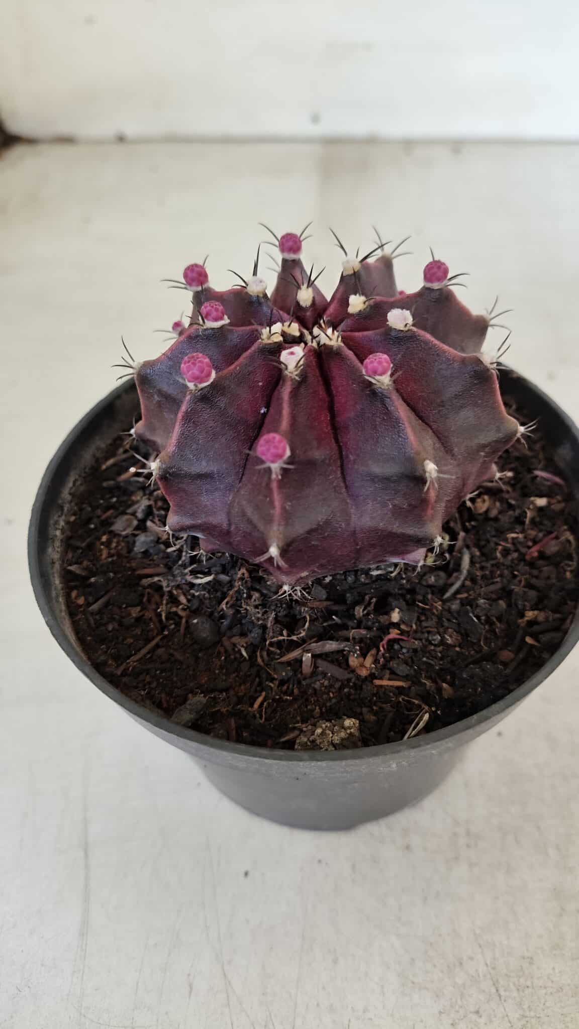 GYMNOCALYCIUM Mihanovichii Purple Nº 570 – vaso 11 - foto 7