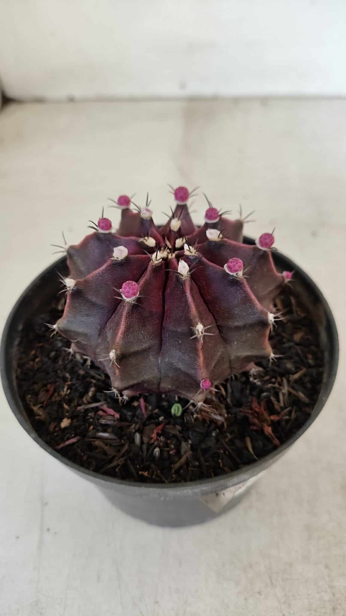 GYMNOCALYCIUM Mihanovichii Purple Nº 570 – vaso 11 - foto 6