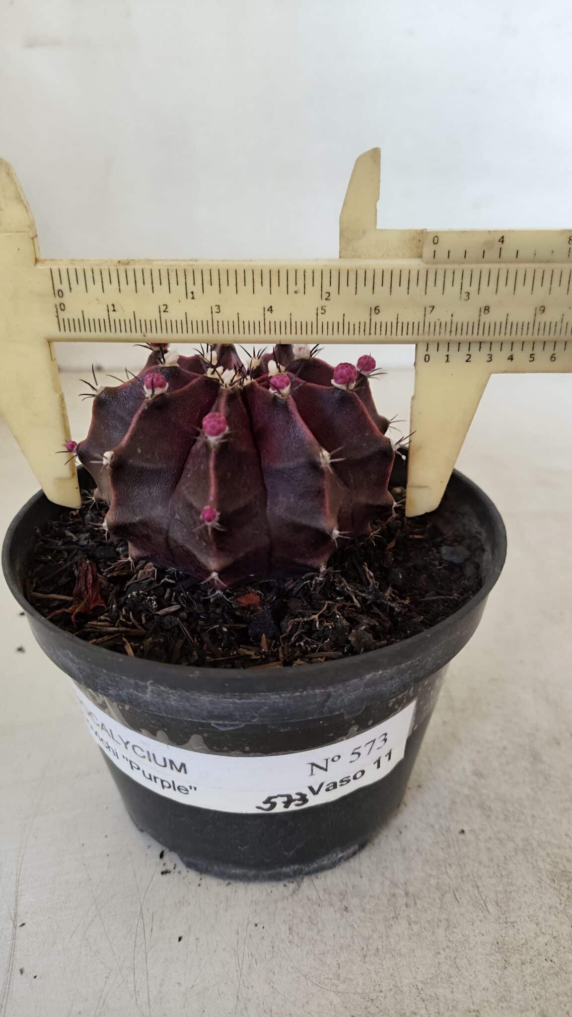 GYMNOCALYCIUM Mihanovichii Purple Nº 570 – vaso 11 - foto 5