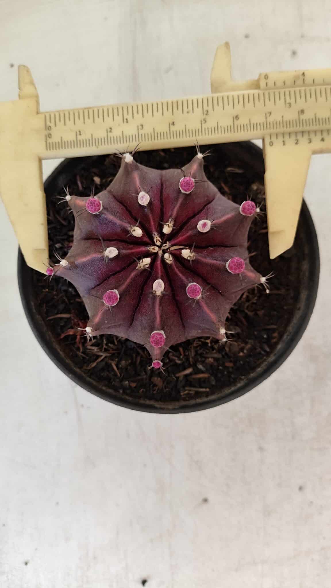 GYMNOCALYCIUM Mihanovichii Purple Nº 570 – vaso 11 - foto 4