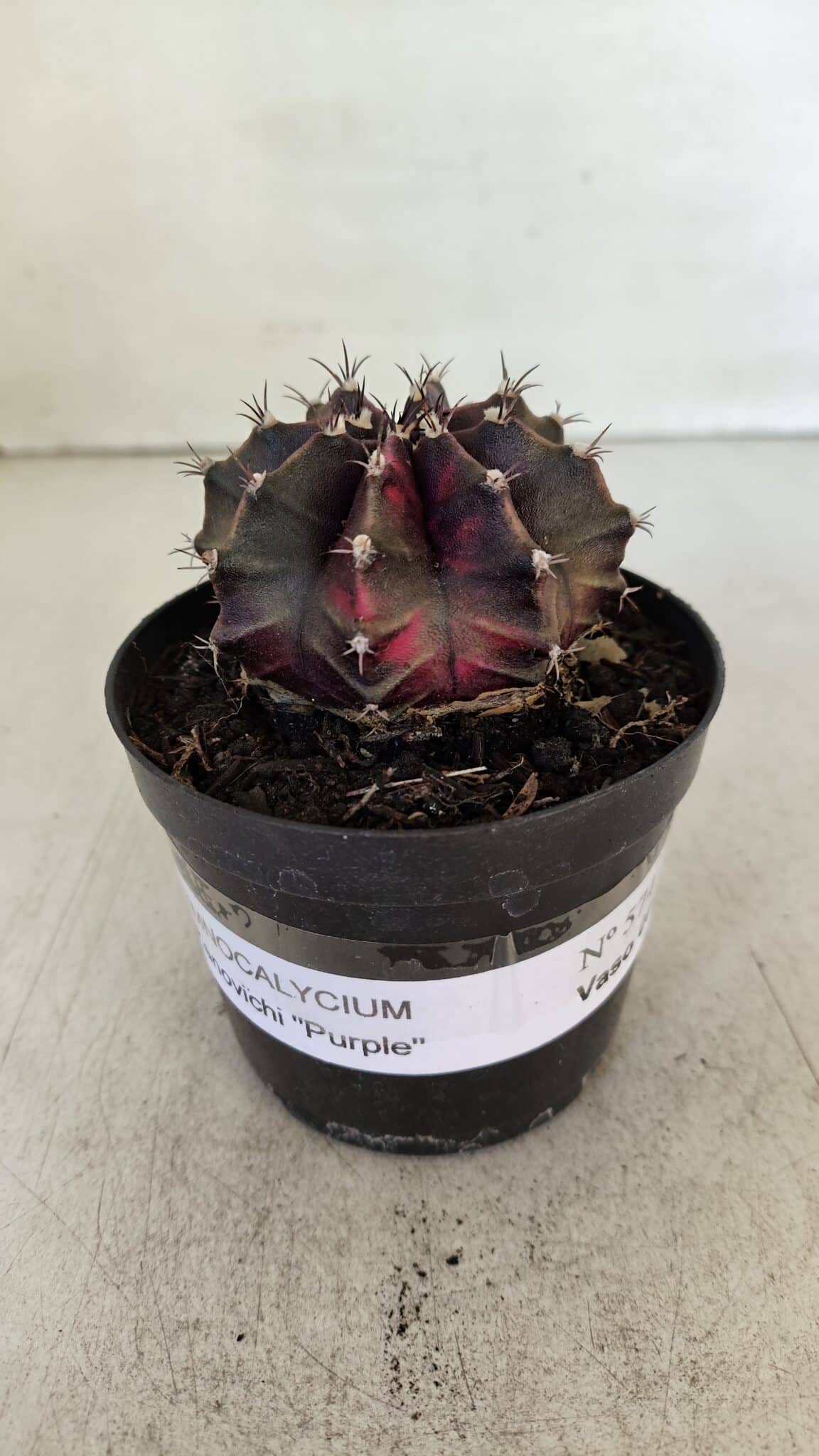 GYMNOCALYCIUM Mihanovichii Purple Nº 574 – vaso 09