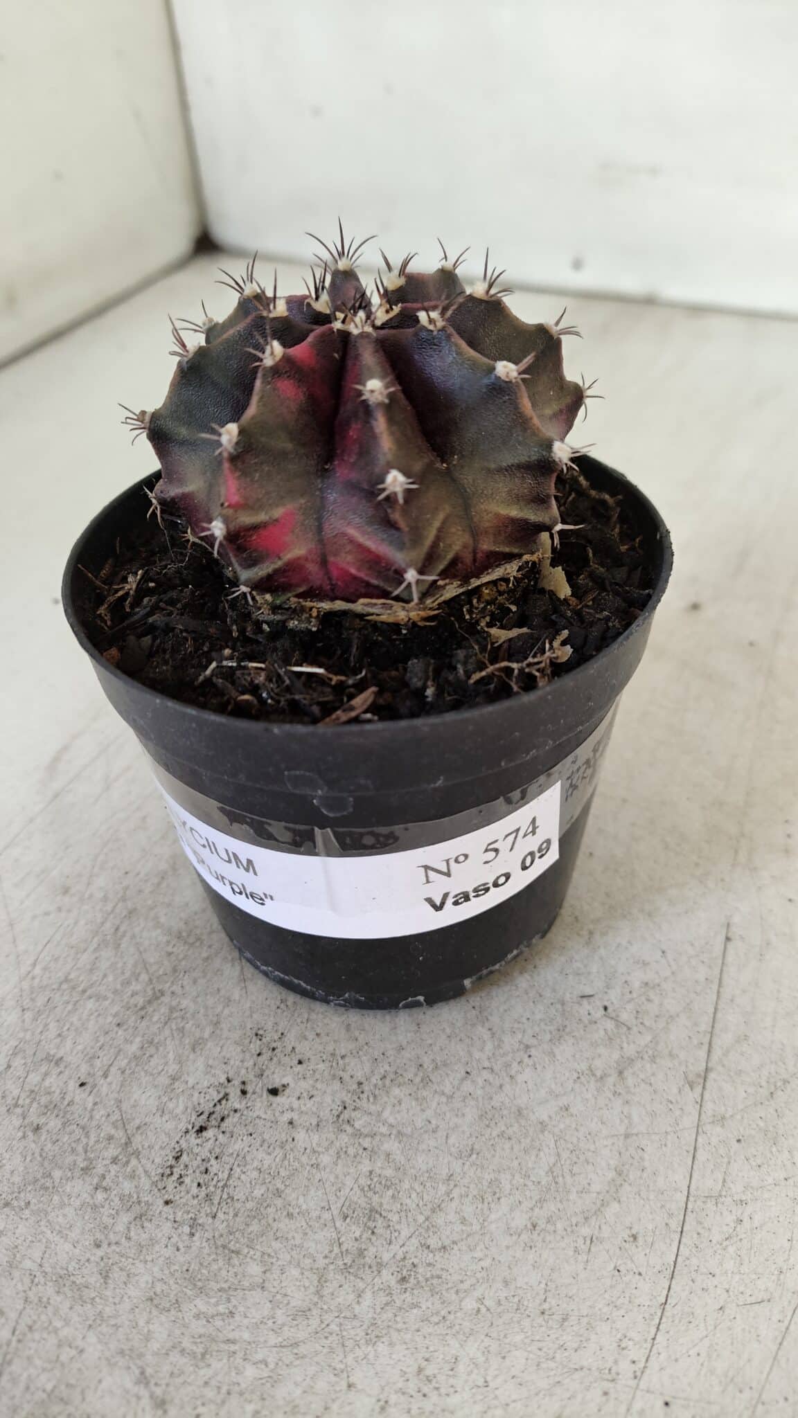 GYMNOCALYCIUM Mihanovichii Purple Nº 574 – vaso 09