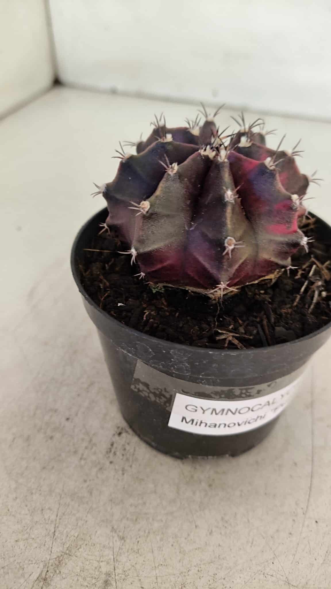 GYMNOCALYCIUM Mihanovichii Purple Nº 574 – vaso 09