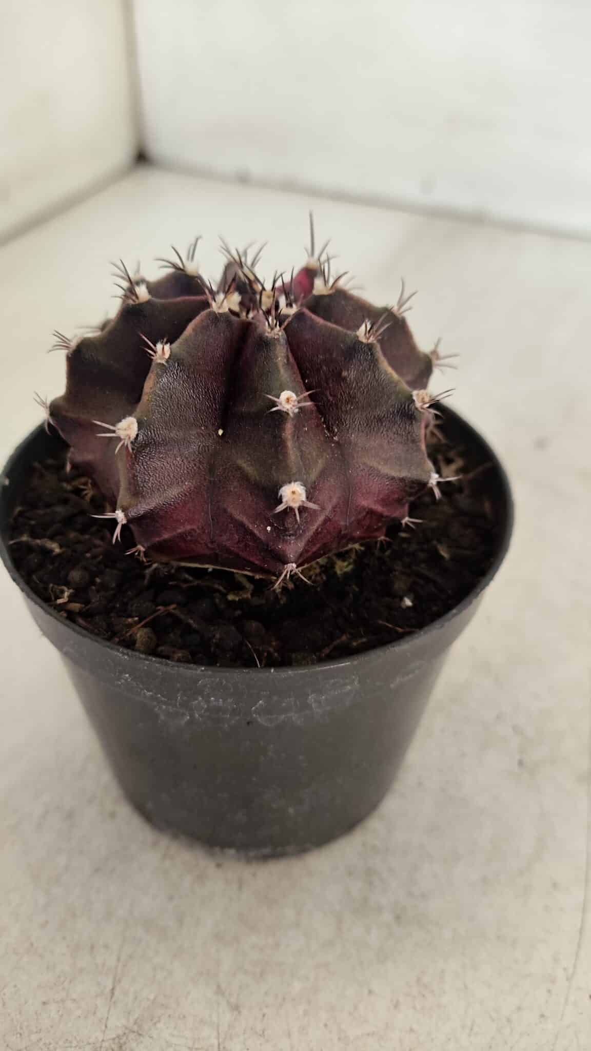GYMNOCALYCIUM Mihanovichii Purple Nº 574 – vaso 09