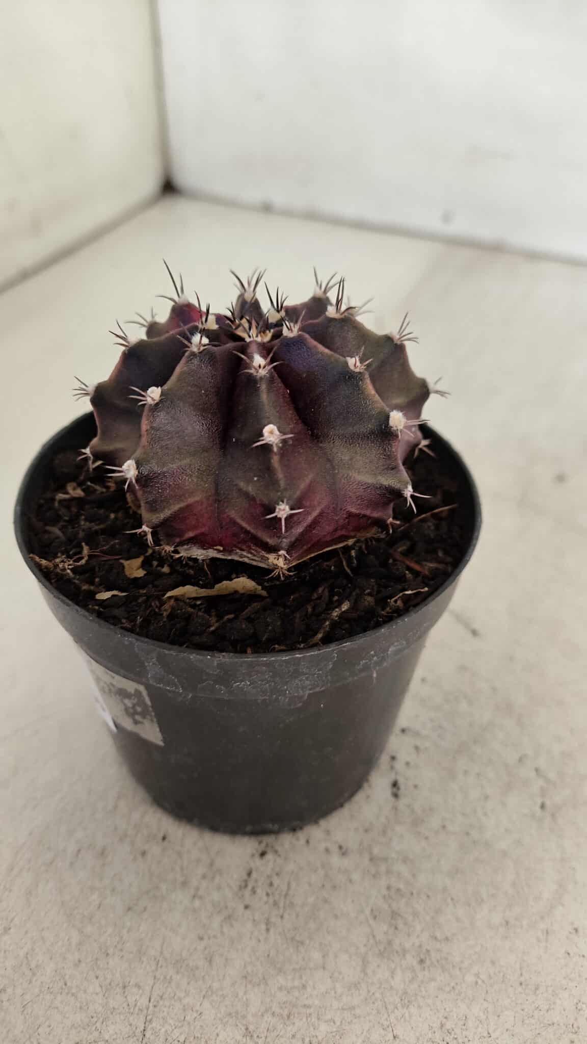GYMNOCALYCIUM Mihanovichii Purple Nº 574 – vaso 09