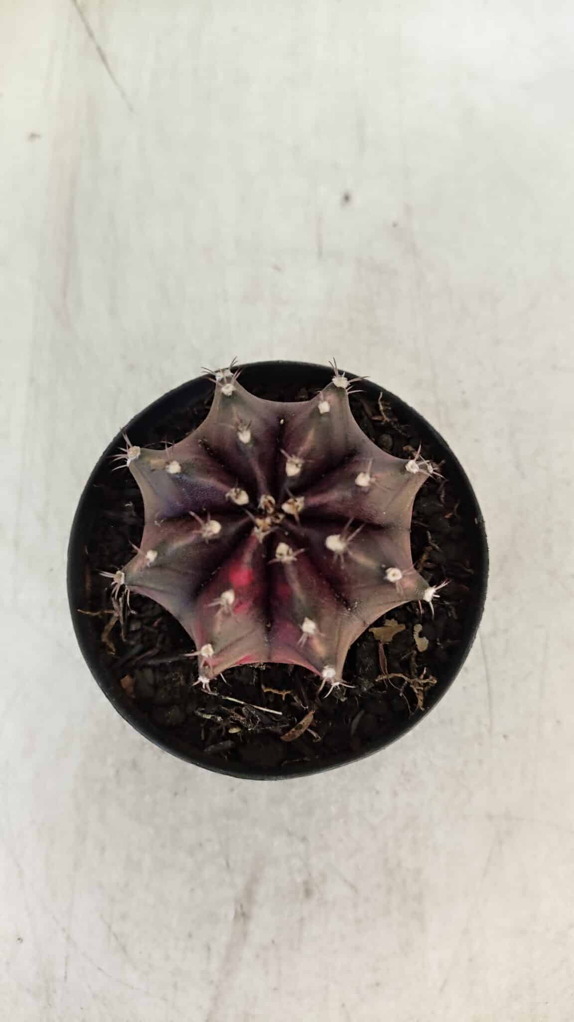 GYMNOCALYCIUM Mihanovichii Purple Nº 574 – vaso 09