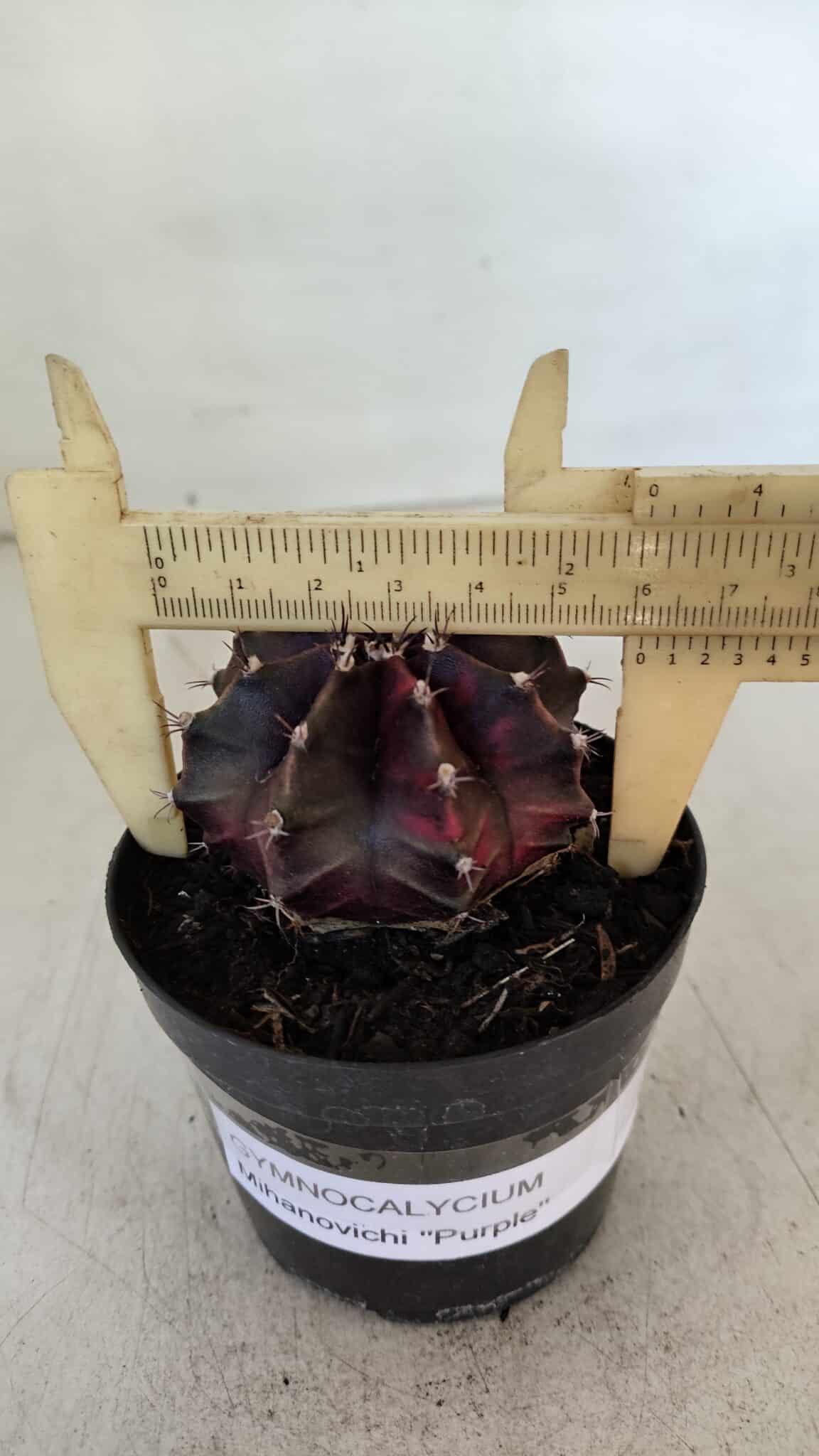 GYMNOCALYCIUM Mihanovichii Purple Nº 574 – vaso 09