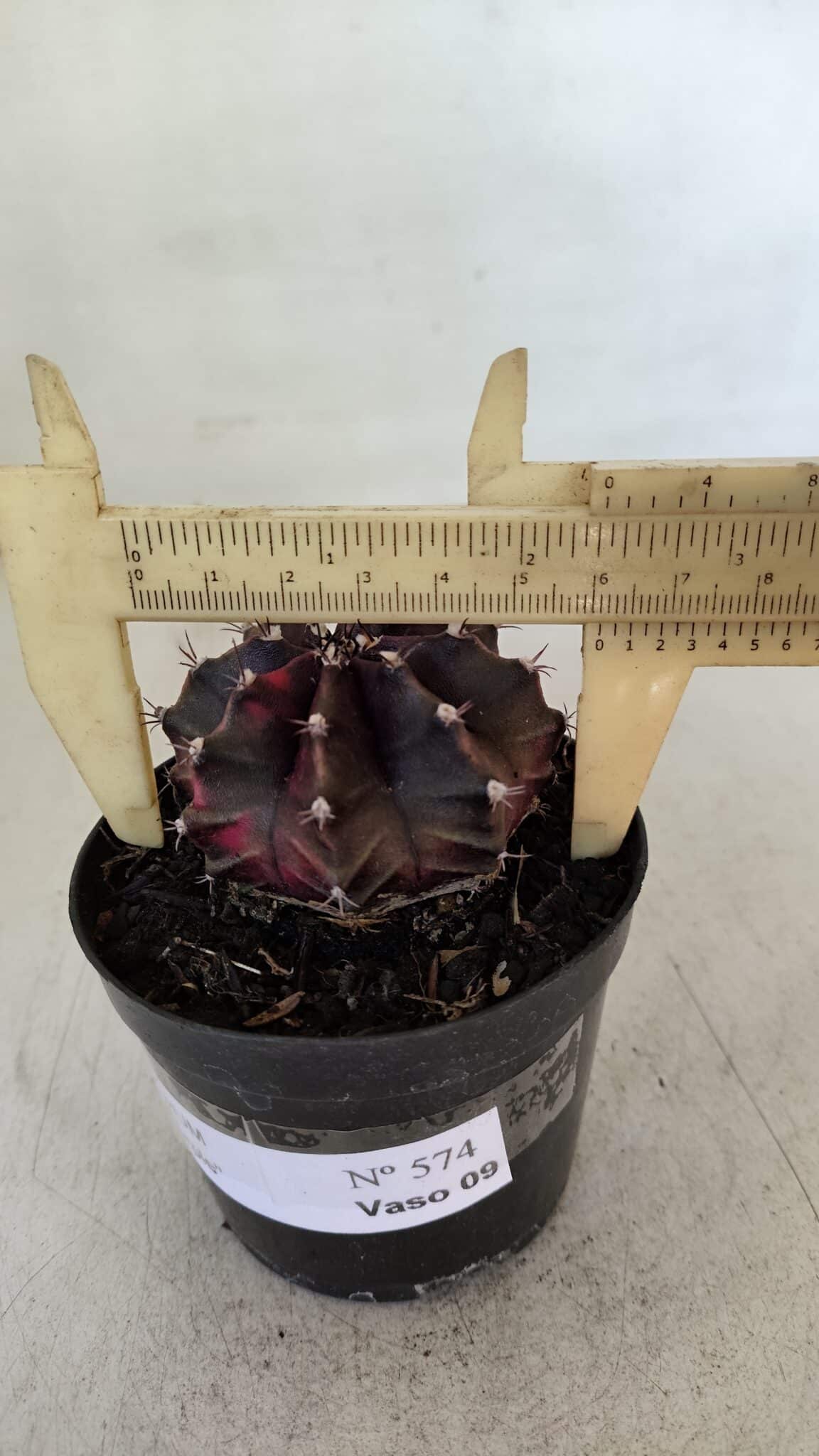 GYMNOCALYCIUM Mihanovichii Purple Nº 574 – vaso 09