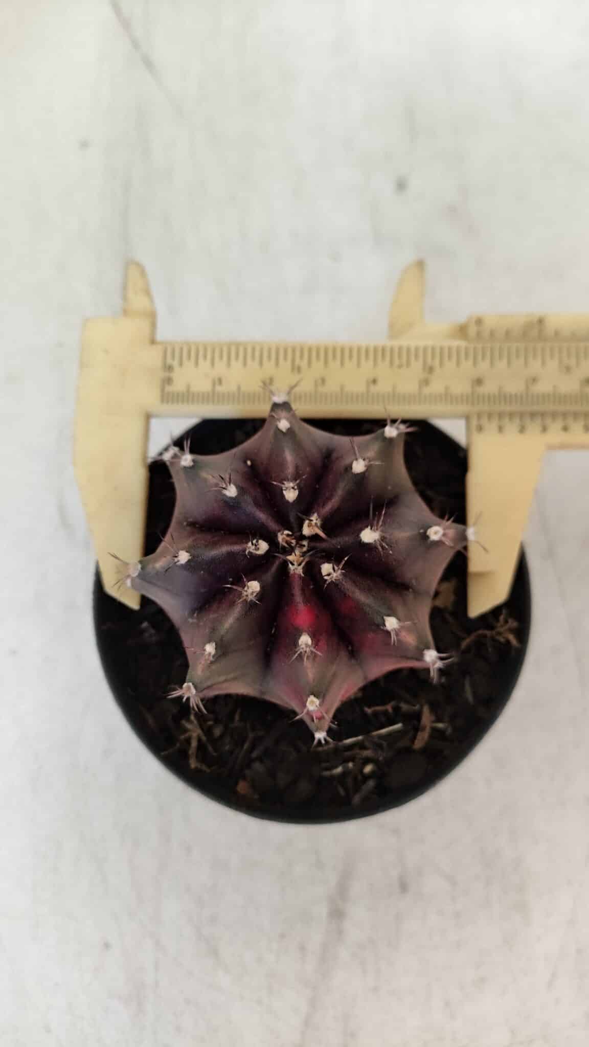 GYMNOCALYCIUM Mihanovichii Purple Nº 574 – vaso 09