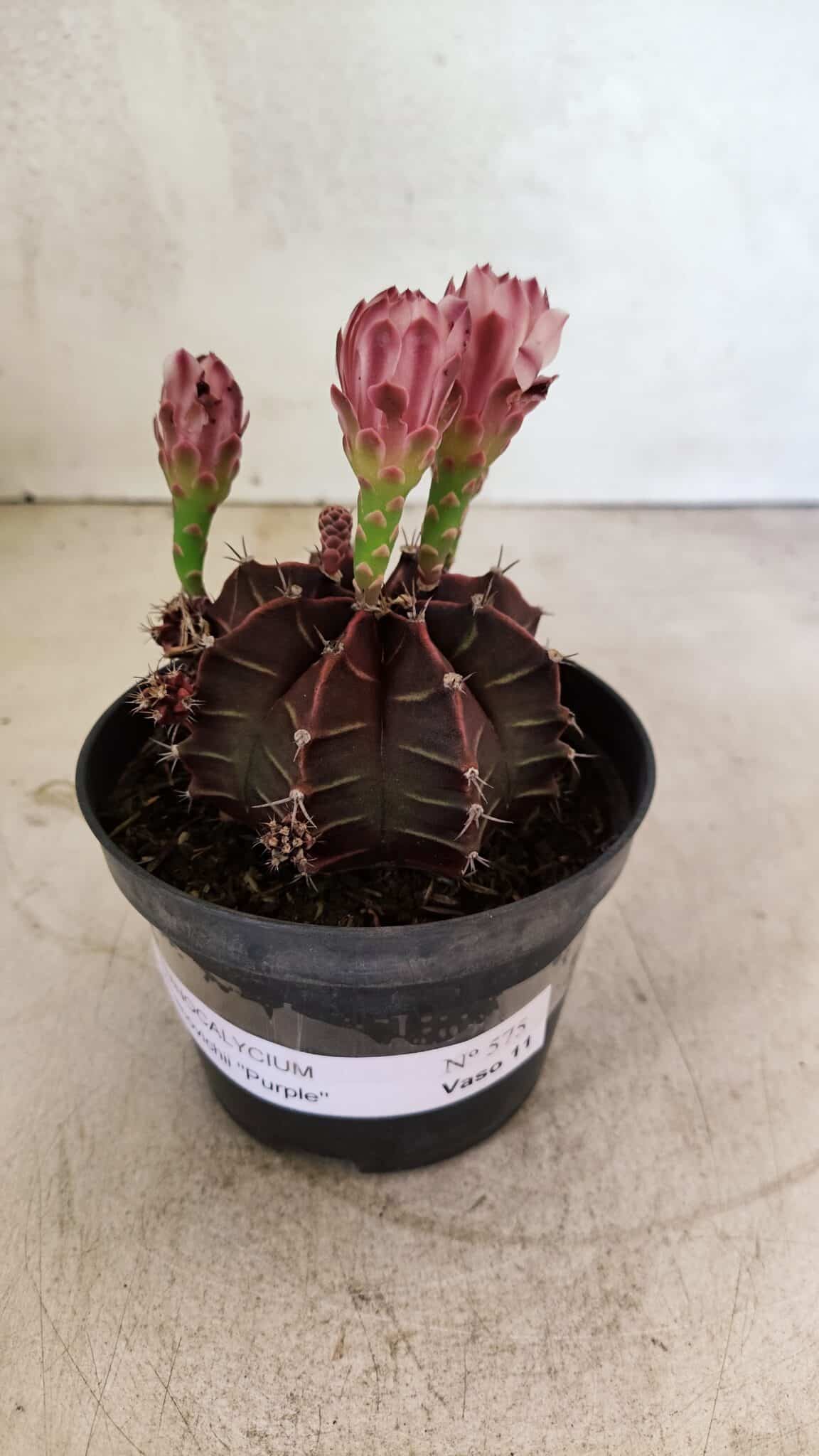 GYMNOCALYCIUM Mihanovichii Purple Nº 575 – vaso 11 - foto 2