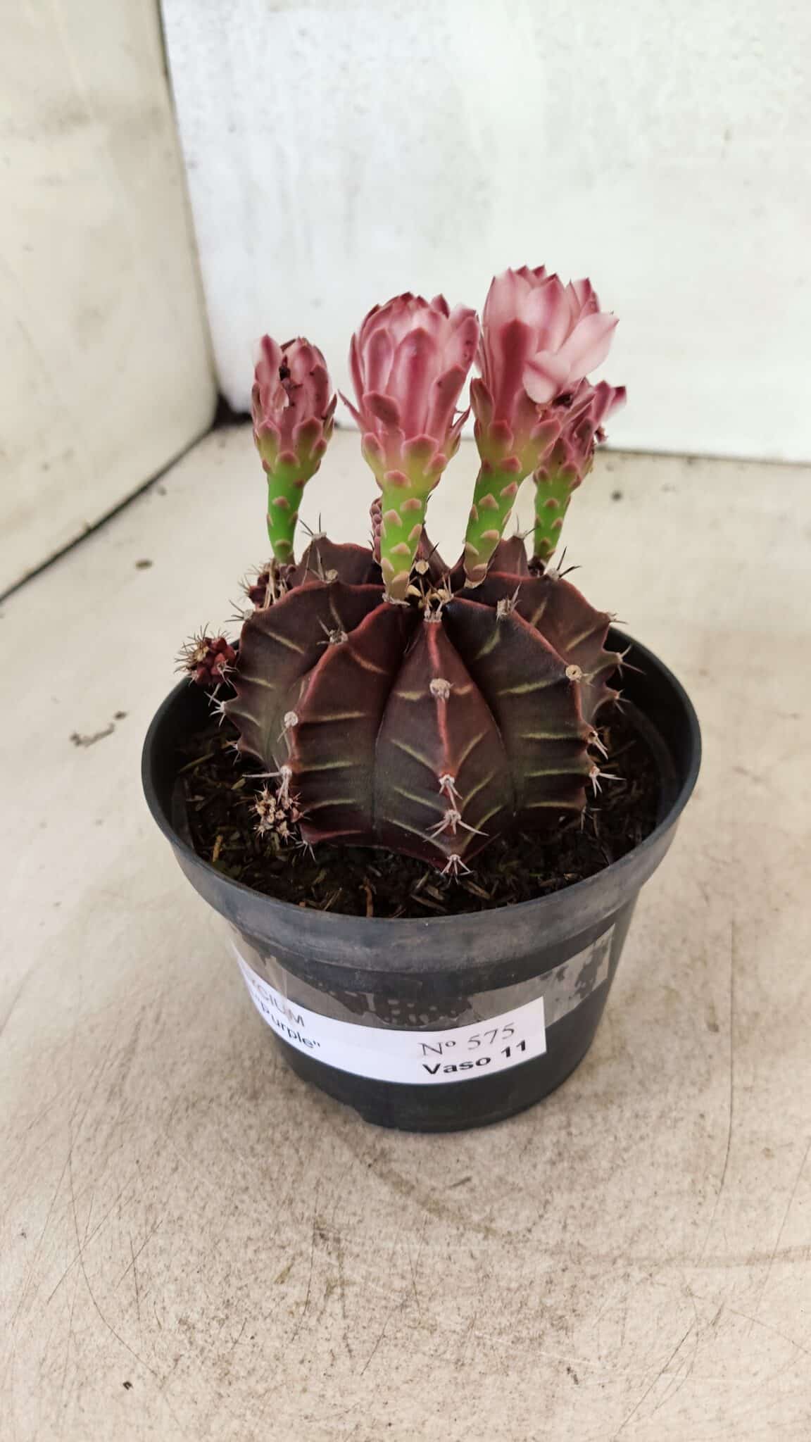 GYMNOCALYCIUM Mihanovichii Purple Nº 575 – vaso 11 - foto 5