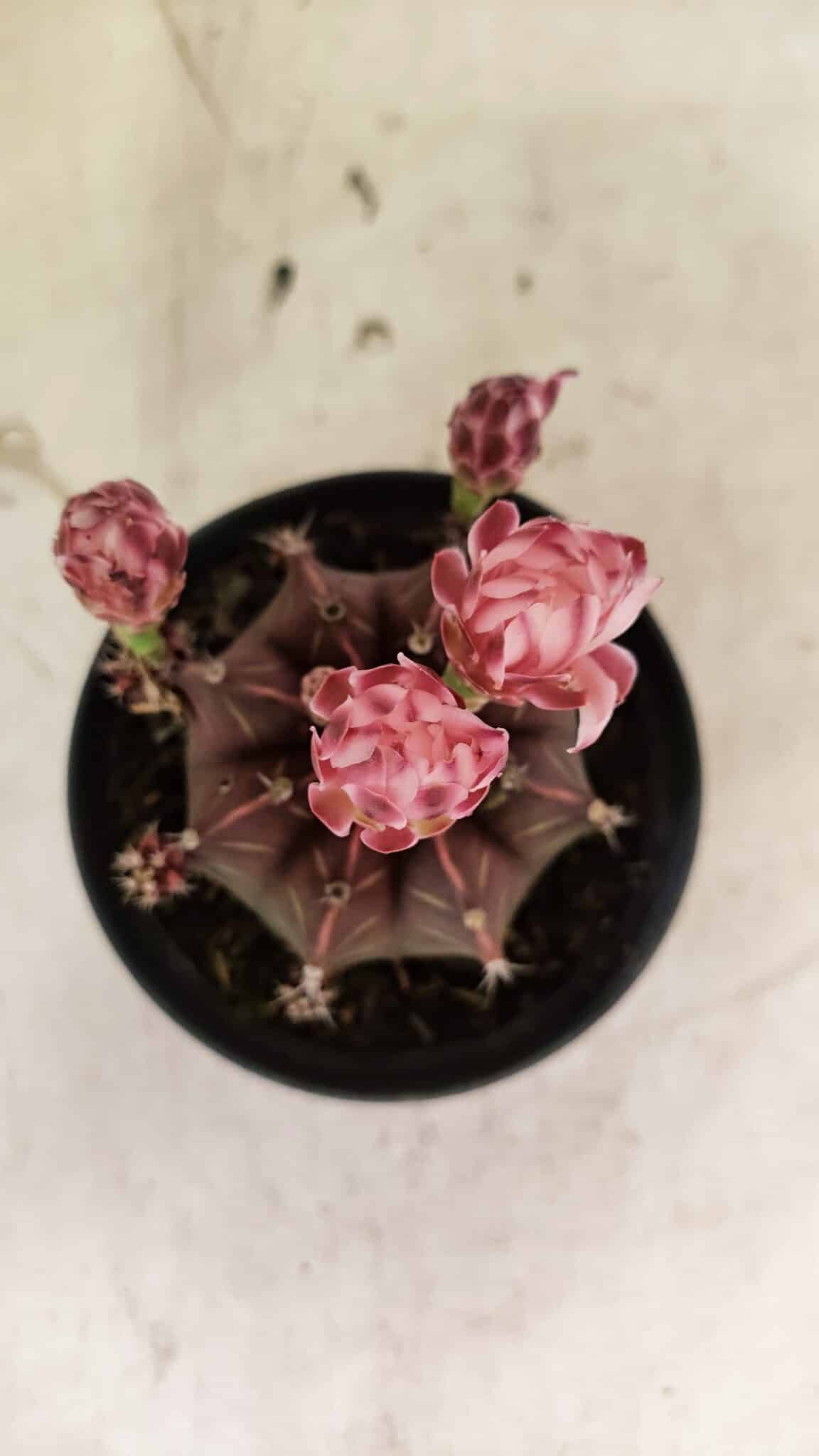 GYMNOCALYCIUM Mihanovichii Purple Nº 575 – vaso 11 - foto 3