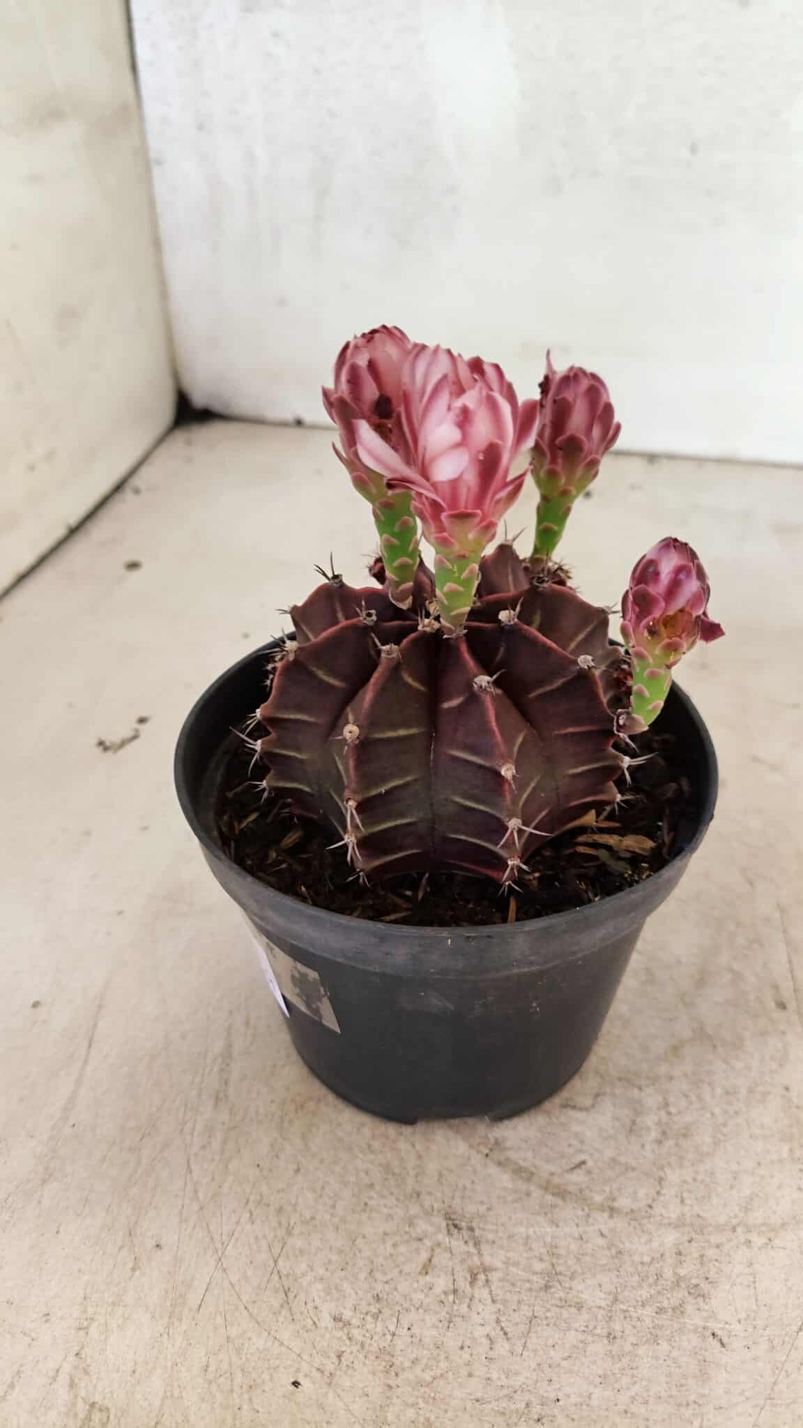GYMNOCALYCIUM Mihanovichii Purple Nº 575 – vaso 11 - foto 6